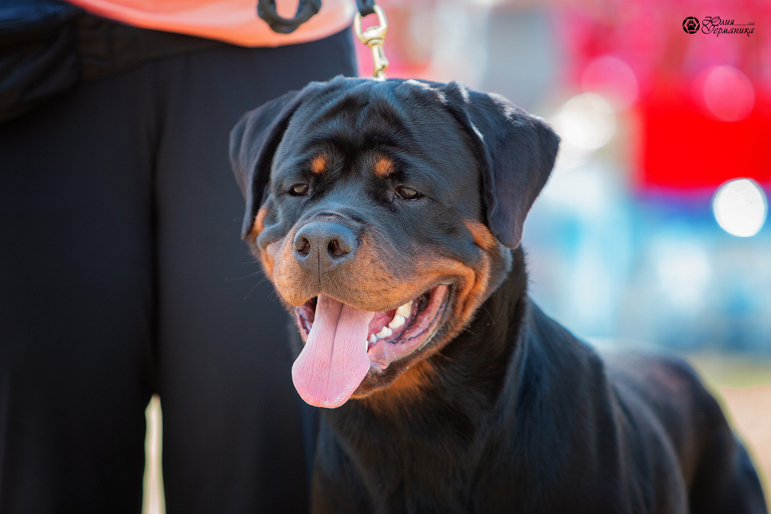 Тверь моно ротвейлеров 3-4 июля 2021. Фотограф-анималист Юлия Германика