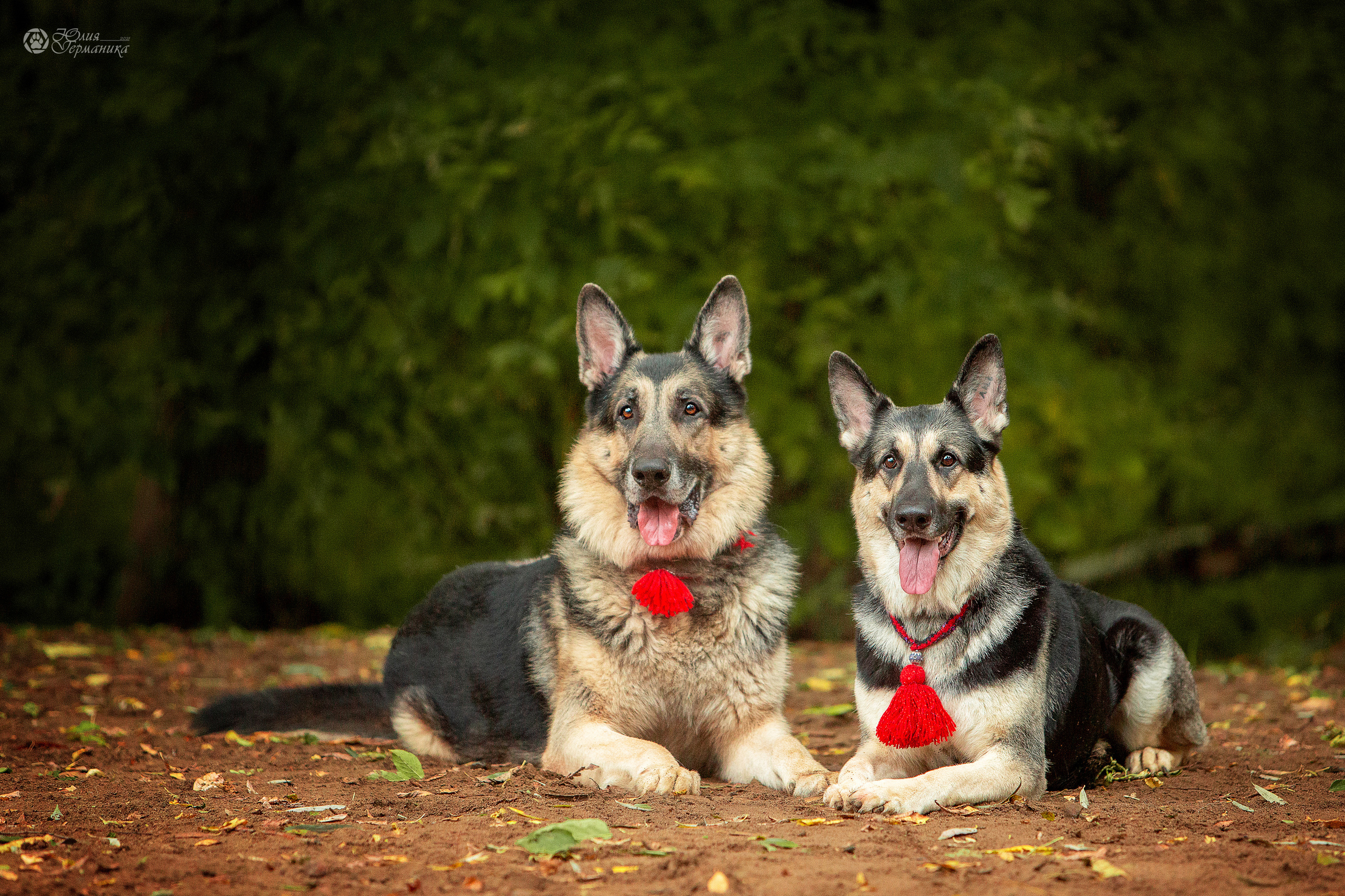 Свободная съемка. Фотограф-анималист Юлия Германика