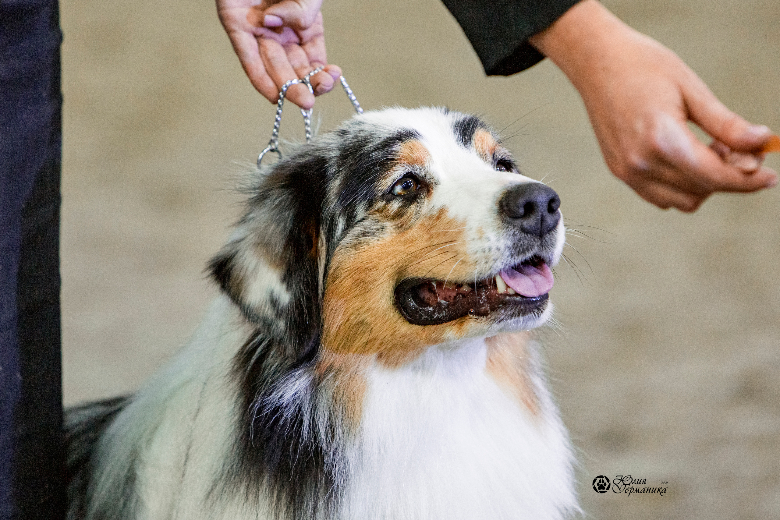 Минск 2хCACIB 27-28 ноября 2021. Фотограф-анималист Юлия Германика