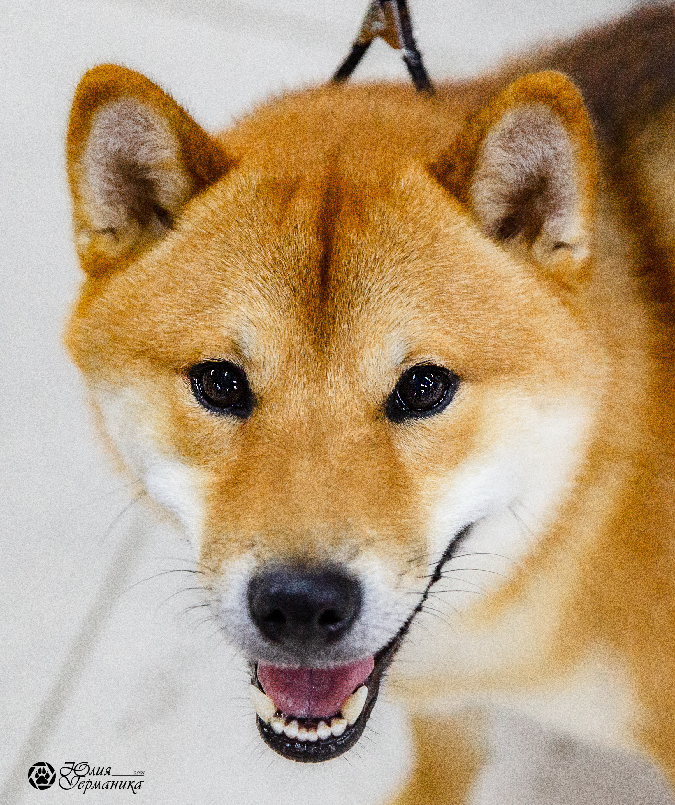 Чайна-Таун 2021. Фотограф-анималист Юлия Германика