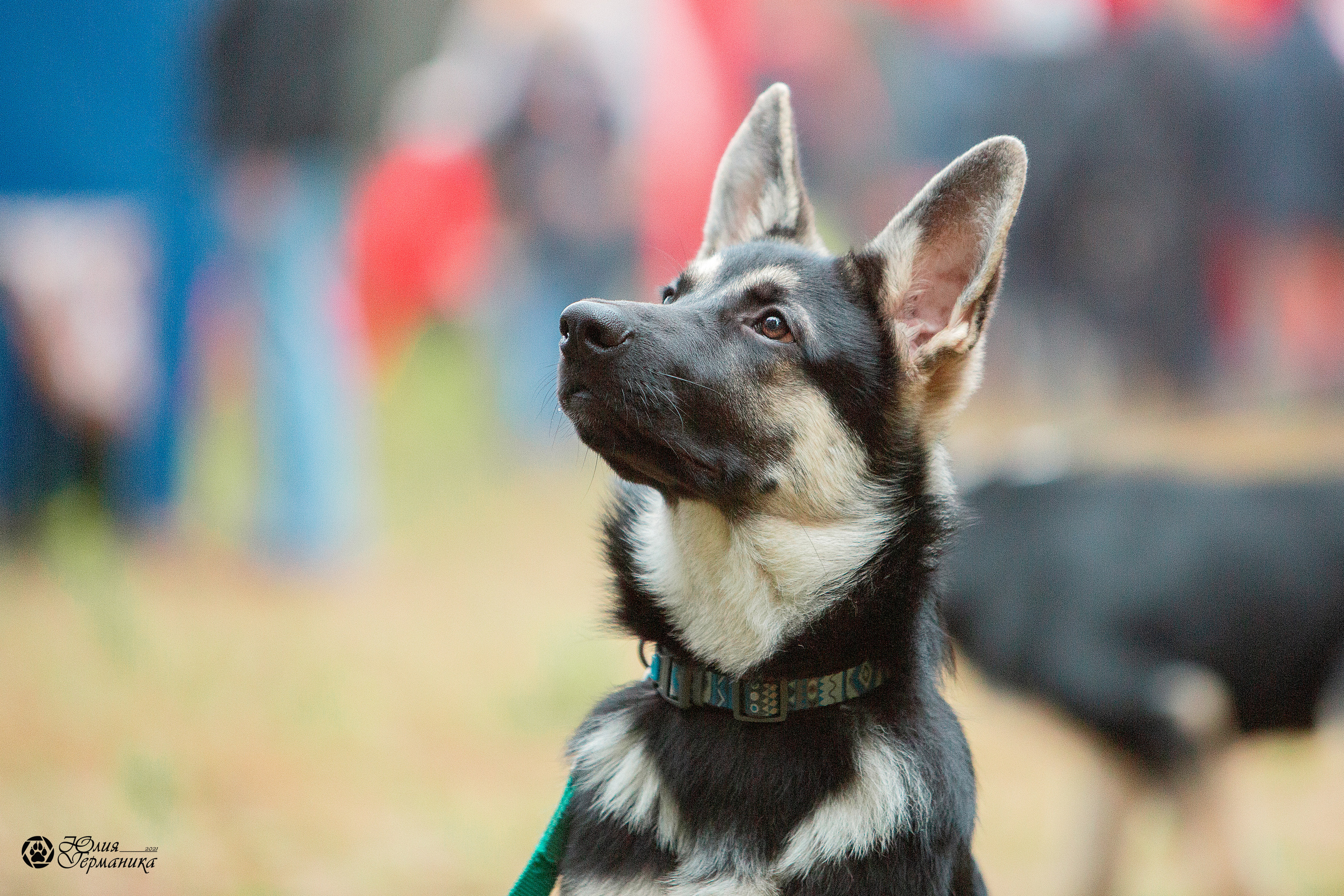 Свободная съемка. Фотограф-анималист Юлия Германика
