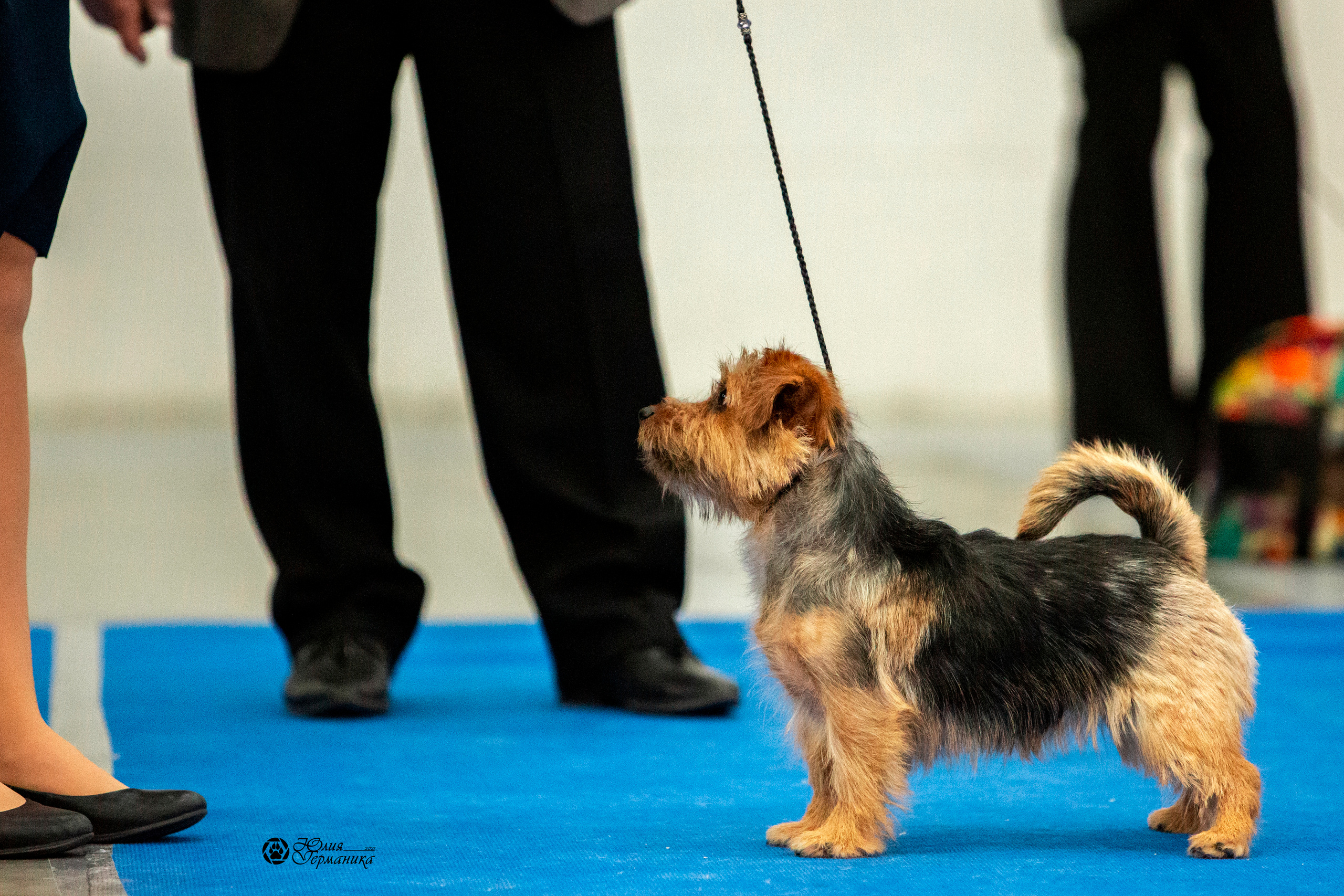 Санкт-Петербург 3хCACIB 10-12 декабря 2021. Фотограф-анималист Юлия Германика