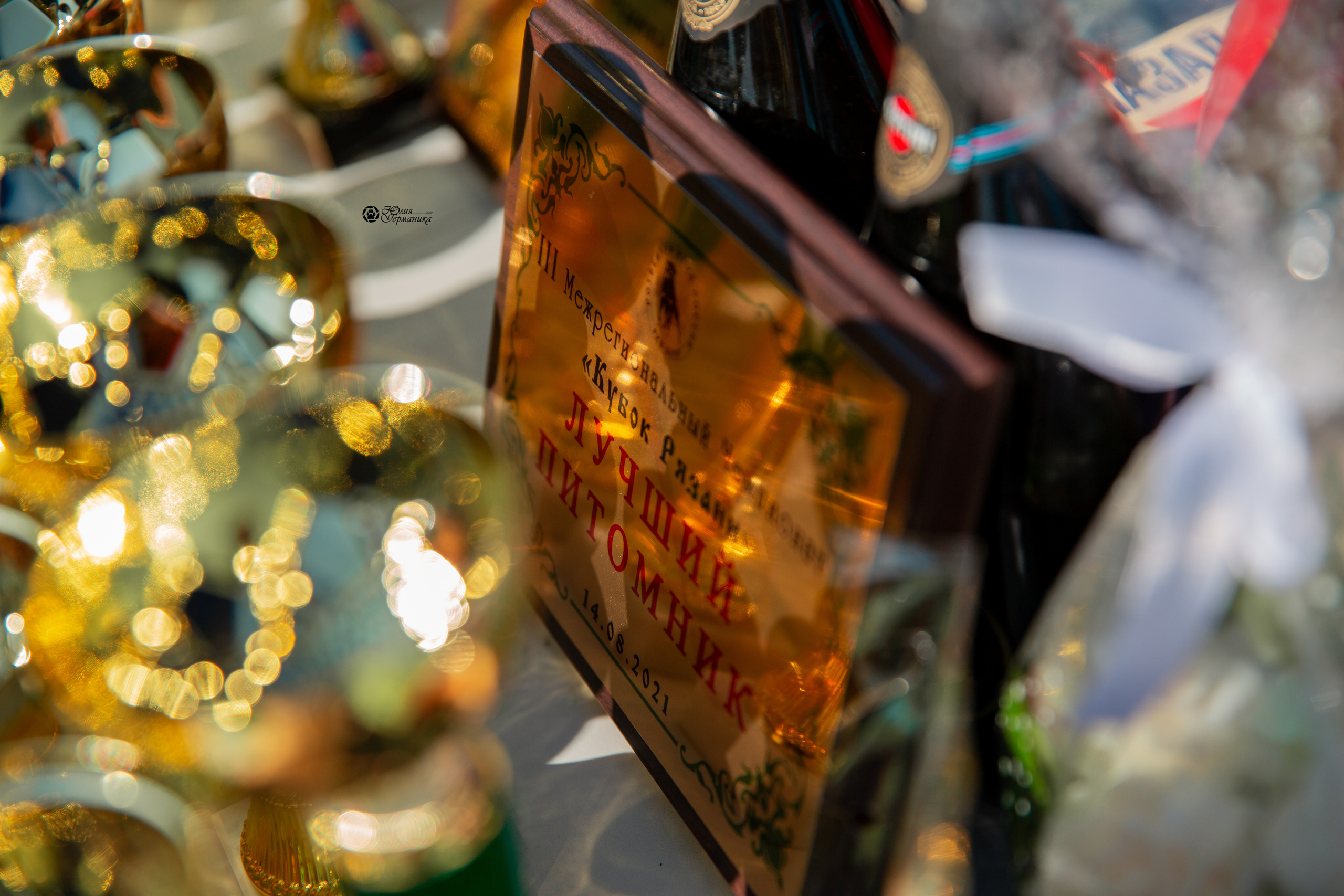 Рязань,Ховрино 14-15 августа 2021 моно ротвейлеров. Фотограф-анималист Юлия Германика