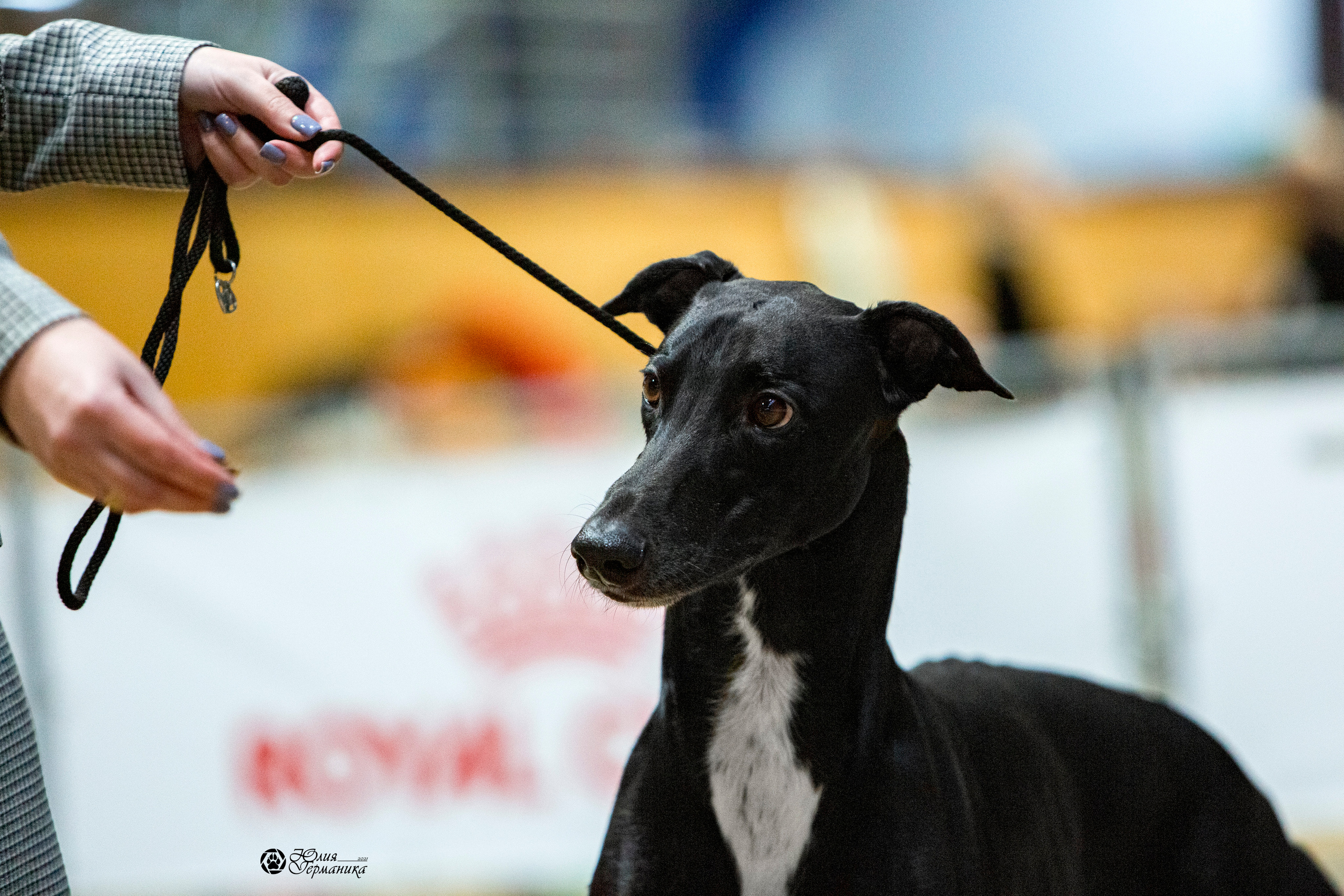 Минск 2хCACIB 27-28 ноября 2021. Фотограф-анималист Юлия Германика