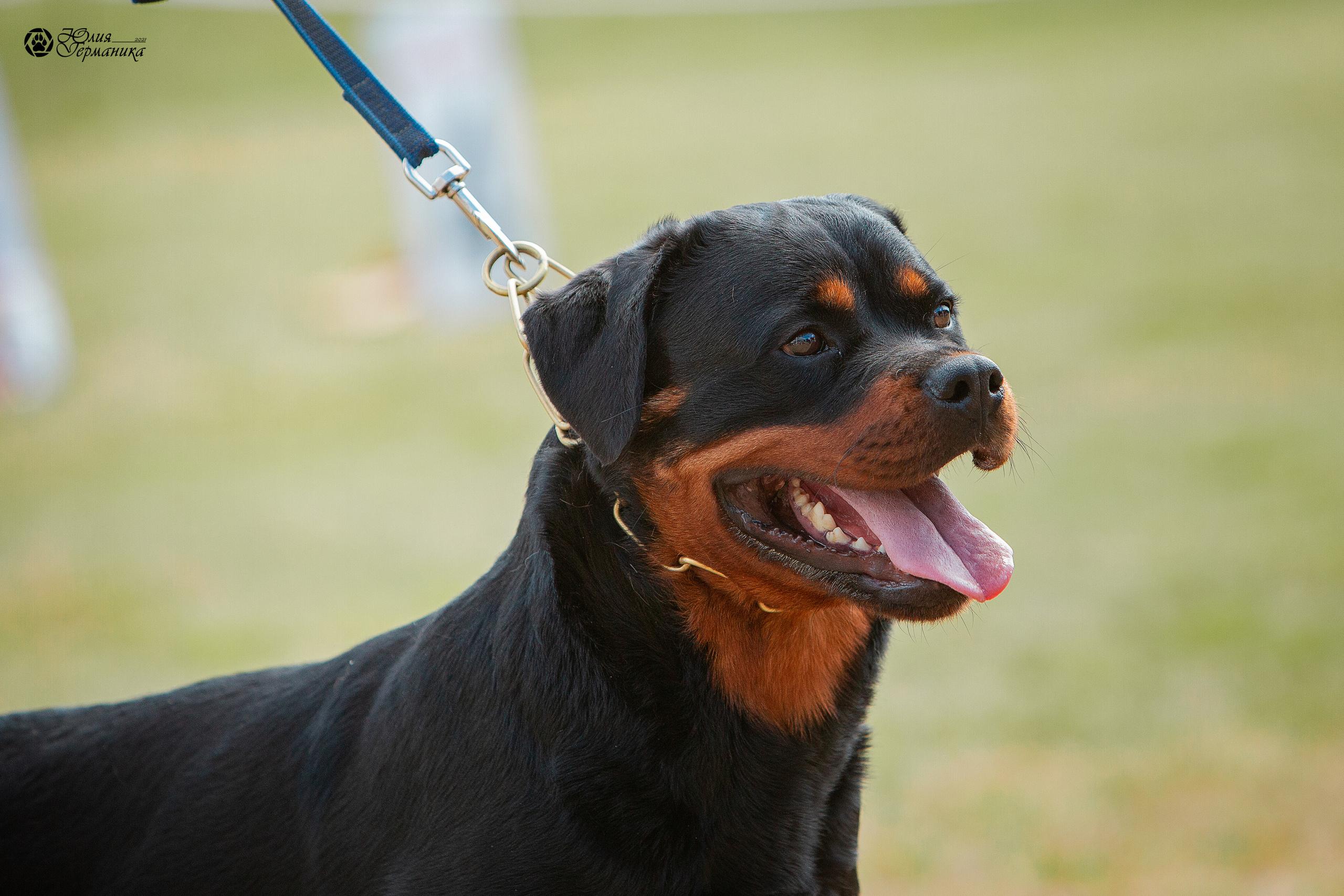Тверь моно ротвейлеров 3-4 июля 2021. Фотограф-анималист Юлия Германика