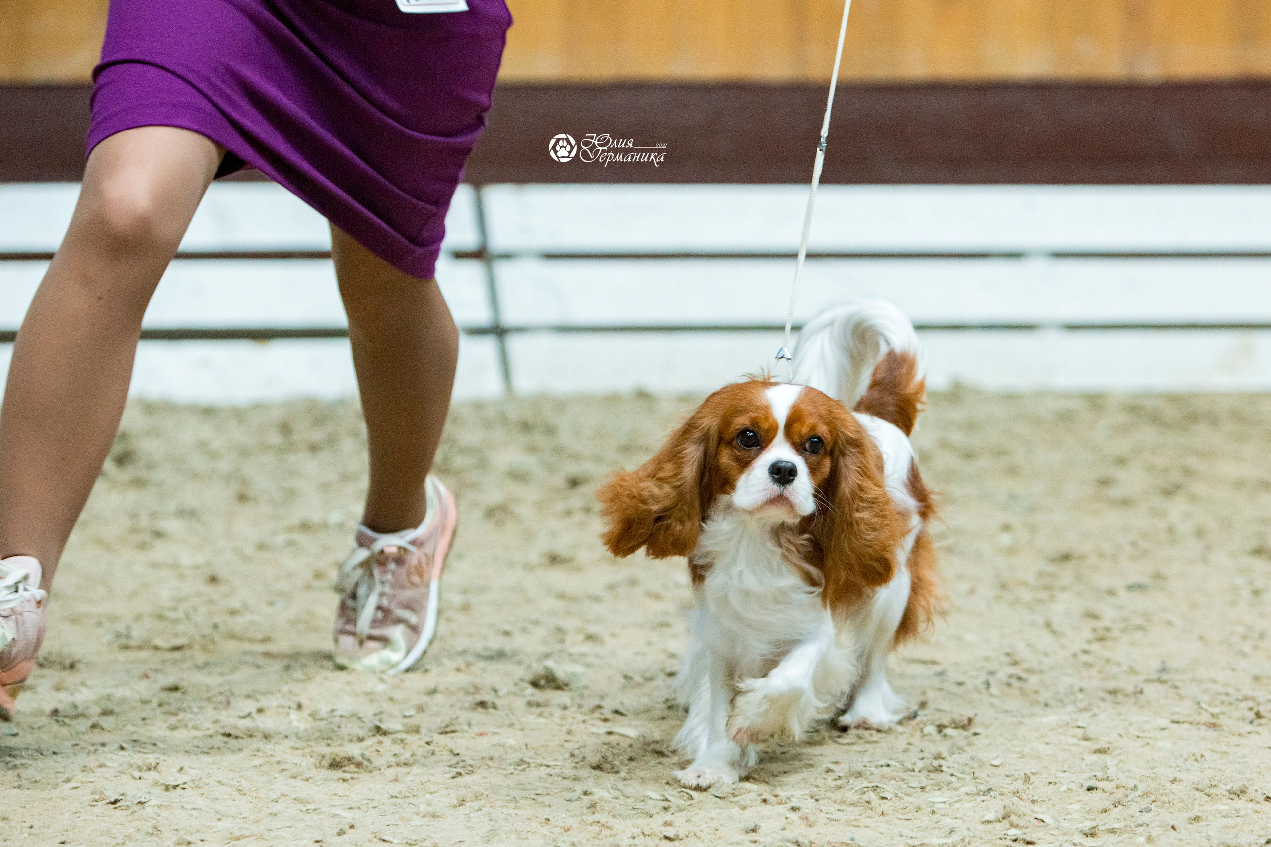 Минск 2хCACIB 27-28 ноября 2021. Фотограф-анималист Юлия Германика
