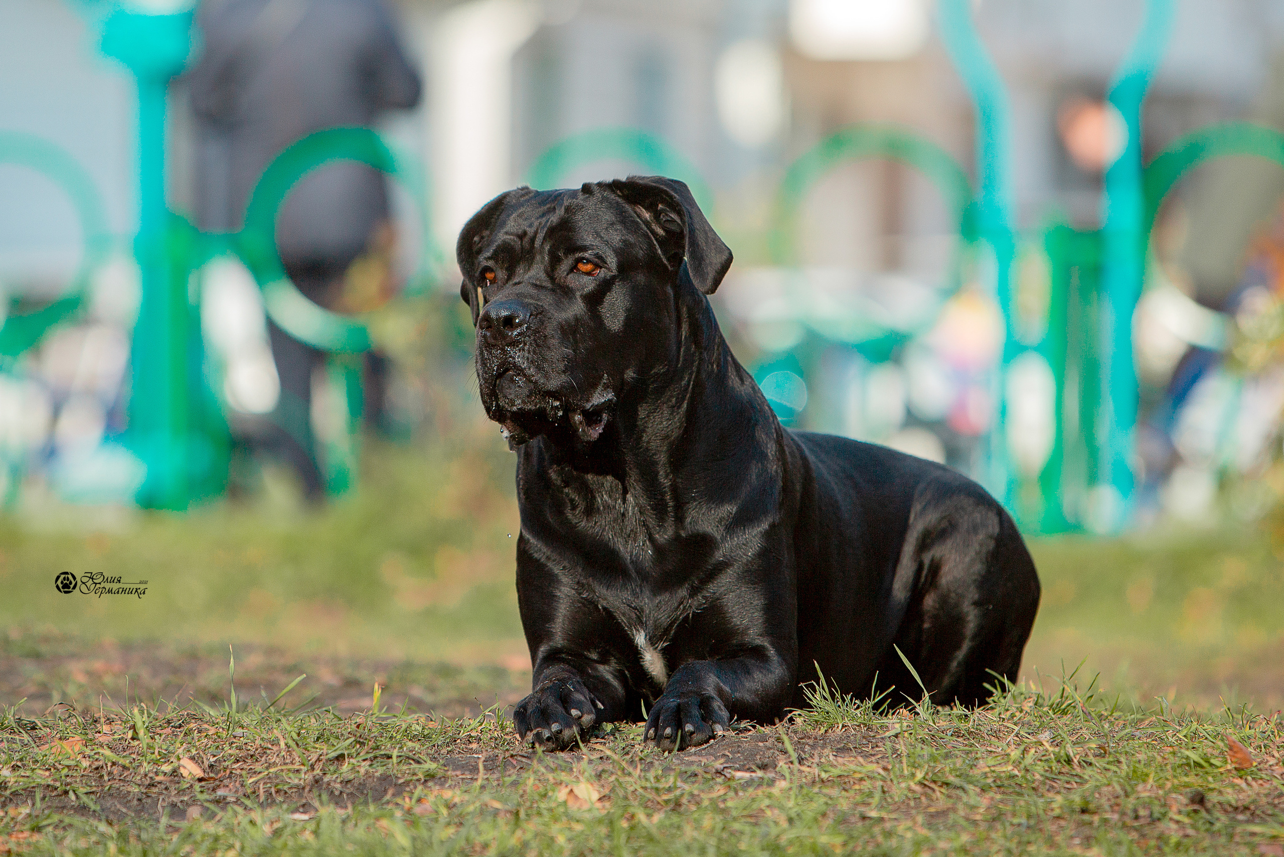 Свободная съемка. Фотограф-анималист Юлия Германика