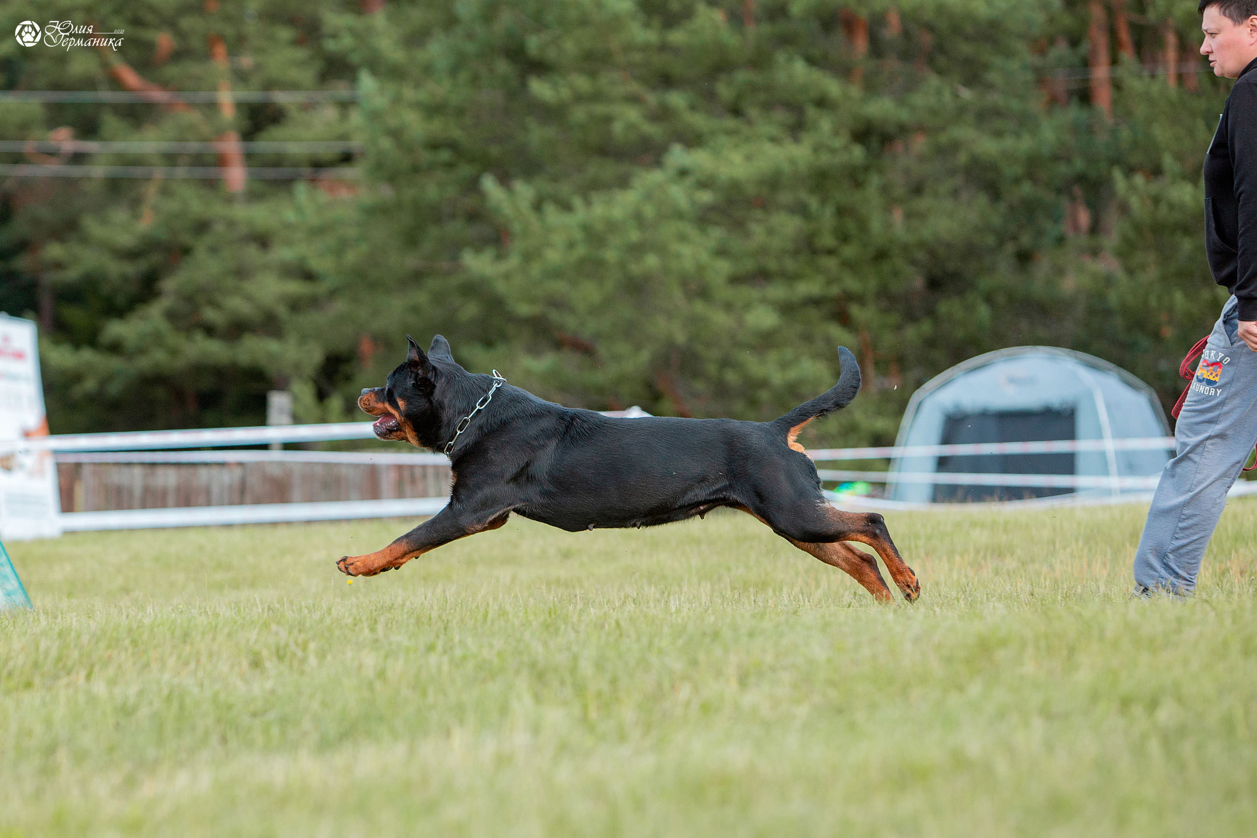Тверь моно ротвейлеров 3-4 июля 2021. Фотограф-анималист Юлия Германика
