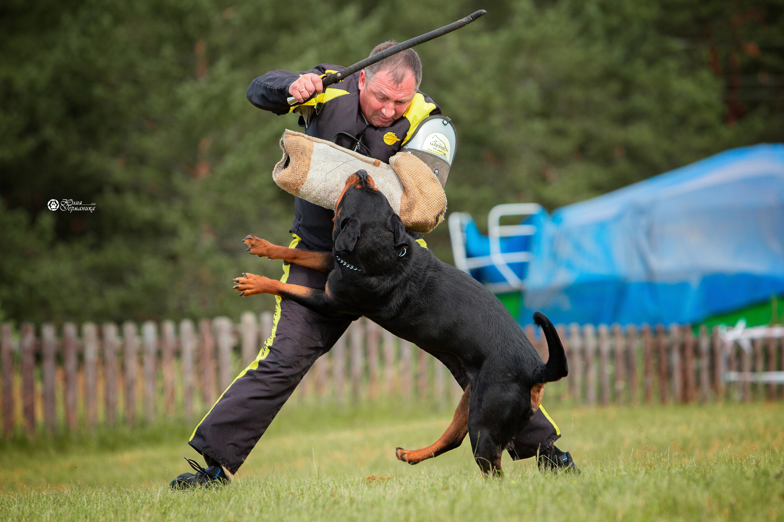 Тверь моно ротвейлеров 3-4 июля 2021. Фотограф-анималист Юлия Германика
