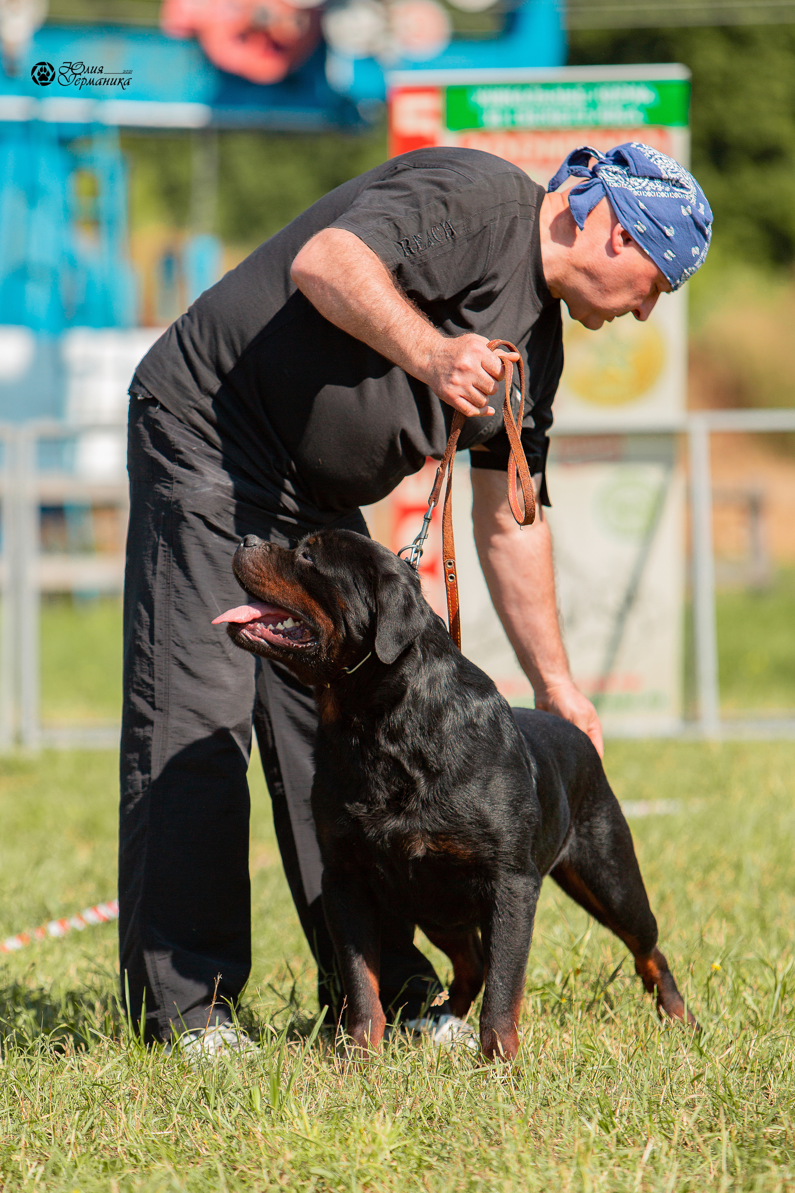 Рязань,Ховрино 14-15 августа 2021 моно ротвейлеров. Фотограф-анималист Юлия Германика