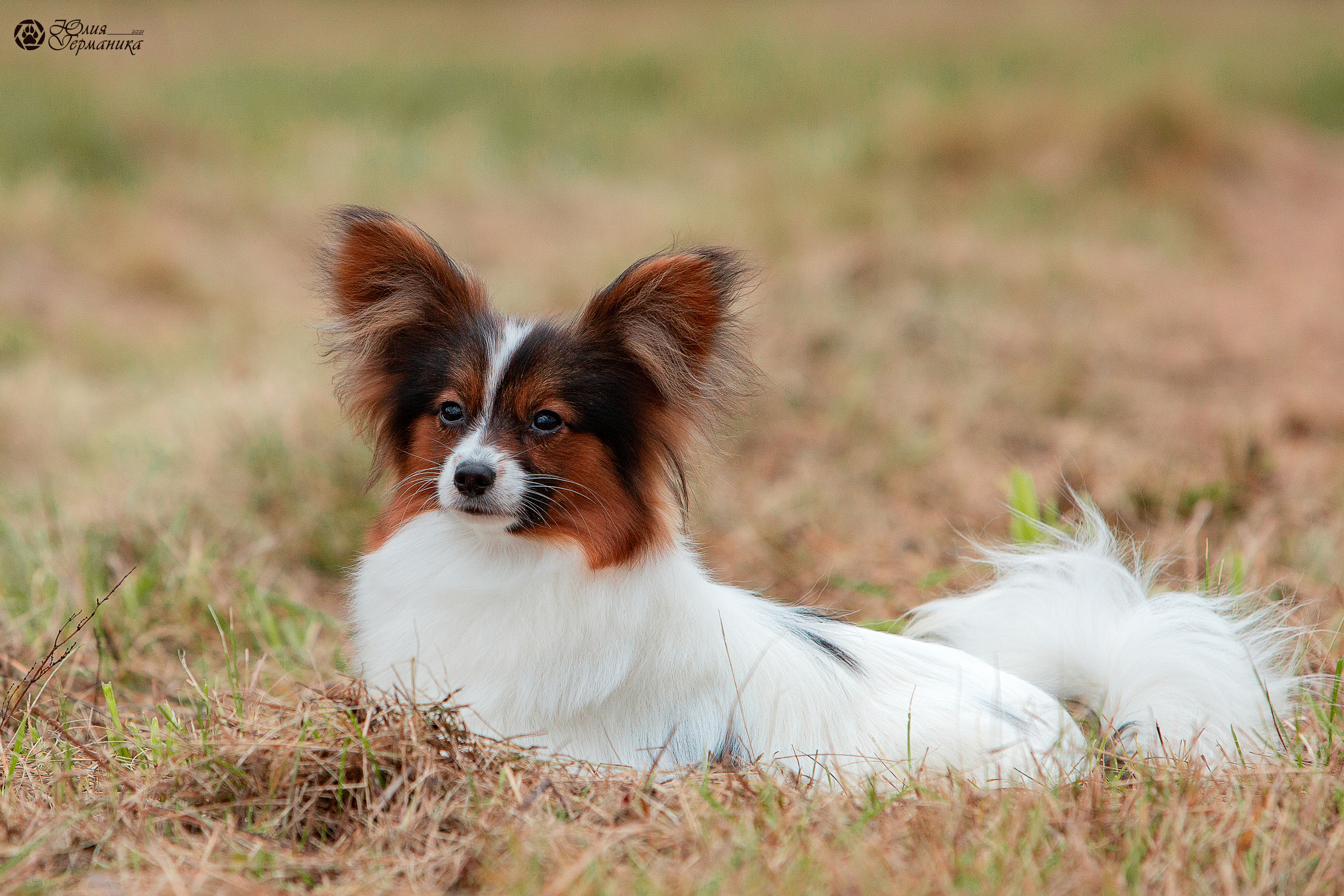 Съёмки щенков и котят. Фотограф-анималист Юлия Германика