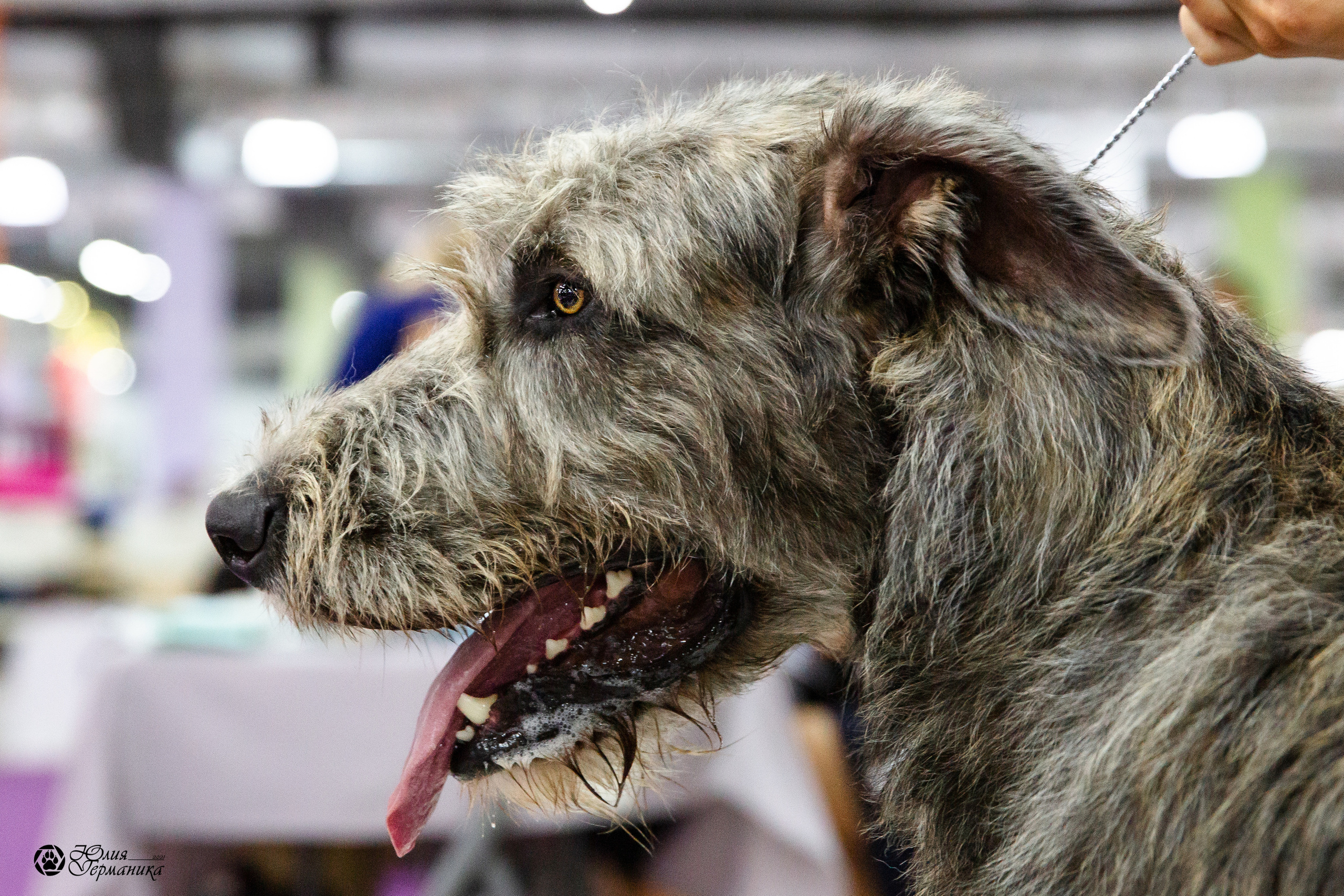 Чайна-Таун 2021. Фотограф-анималист Юлия Германика