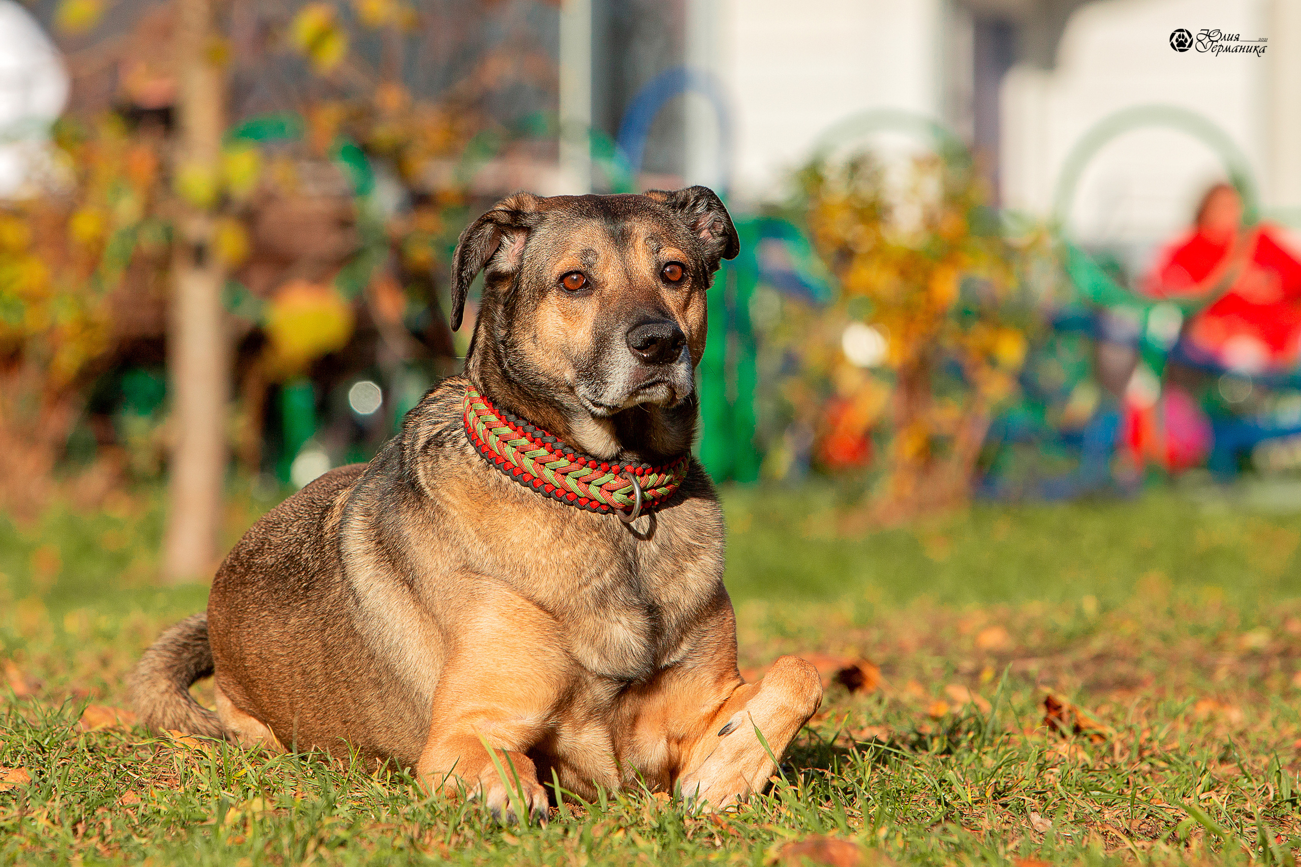 Свободная съемка. Фотограф-анималист Юлия Германика