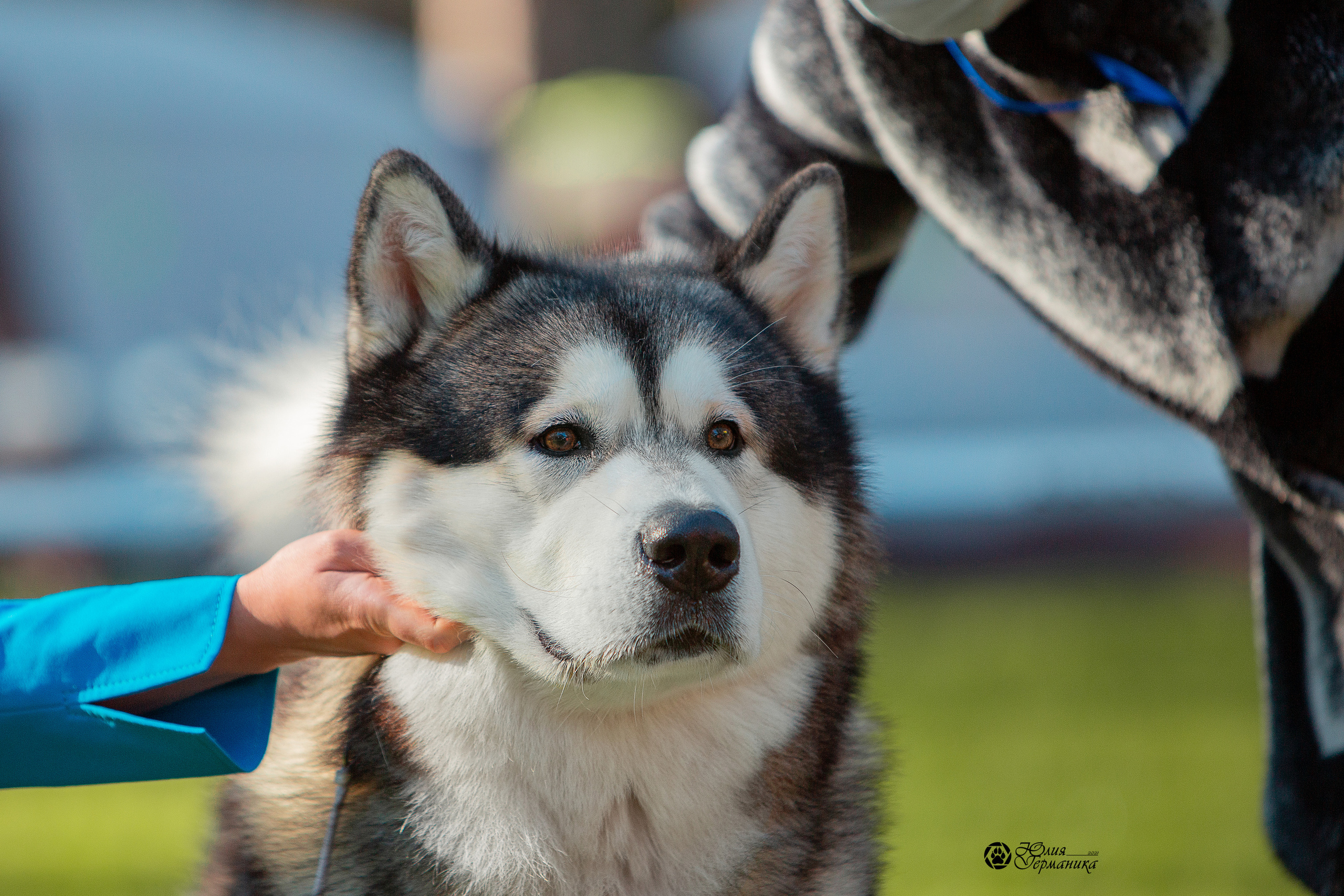 Псков 2xСАСIB 18-19 сентября 2021. Фотограф-анималист Юлия Германика