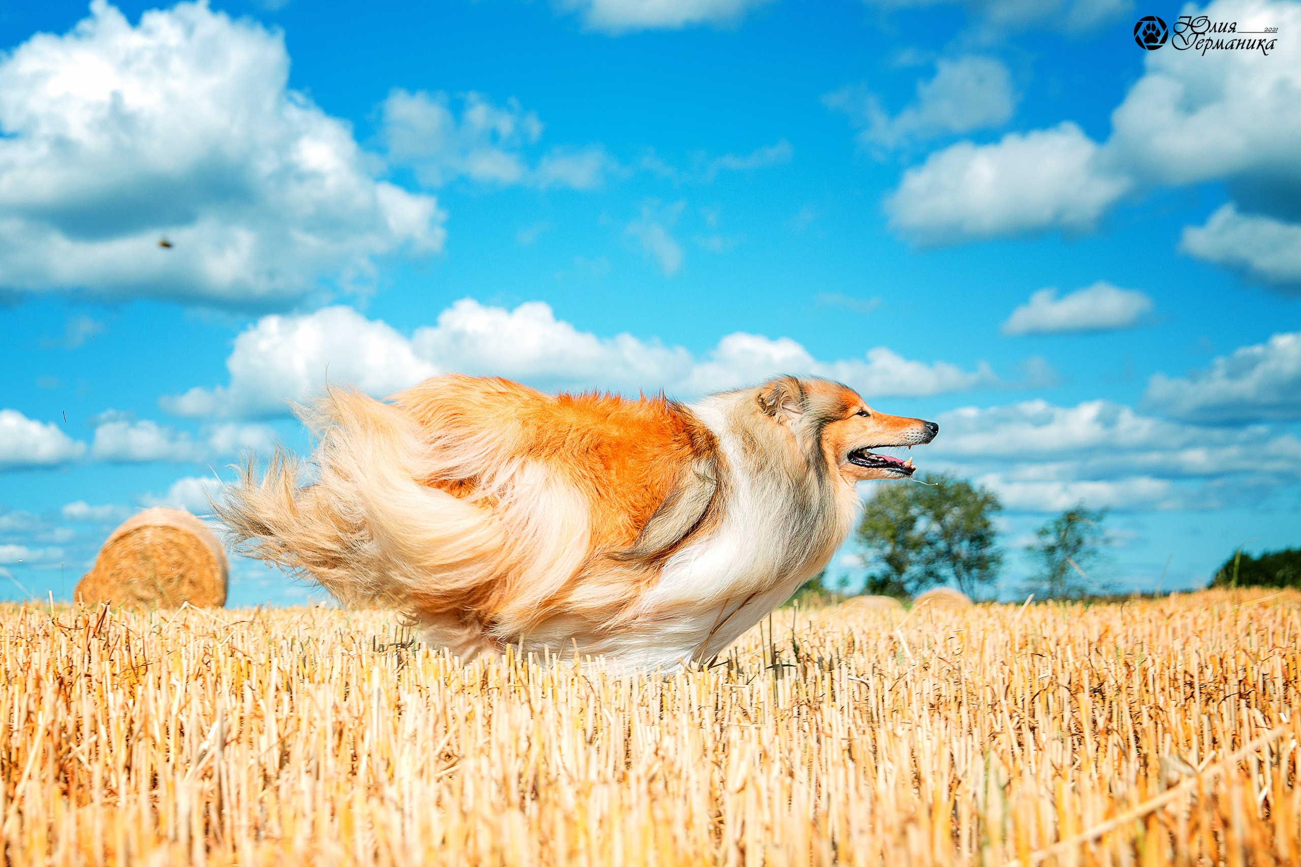 Свободная съемка. Фотограф-анималист Юлия Германика