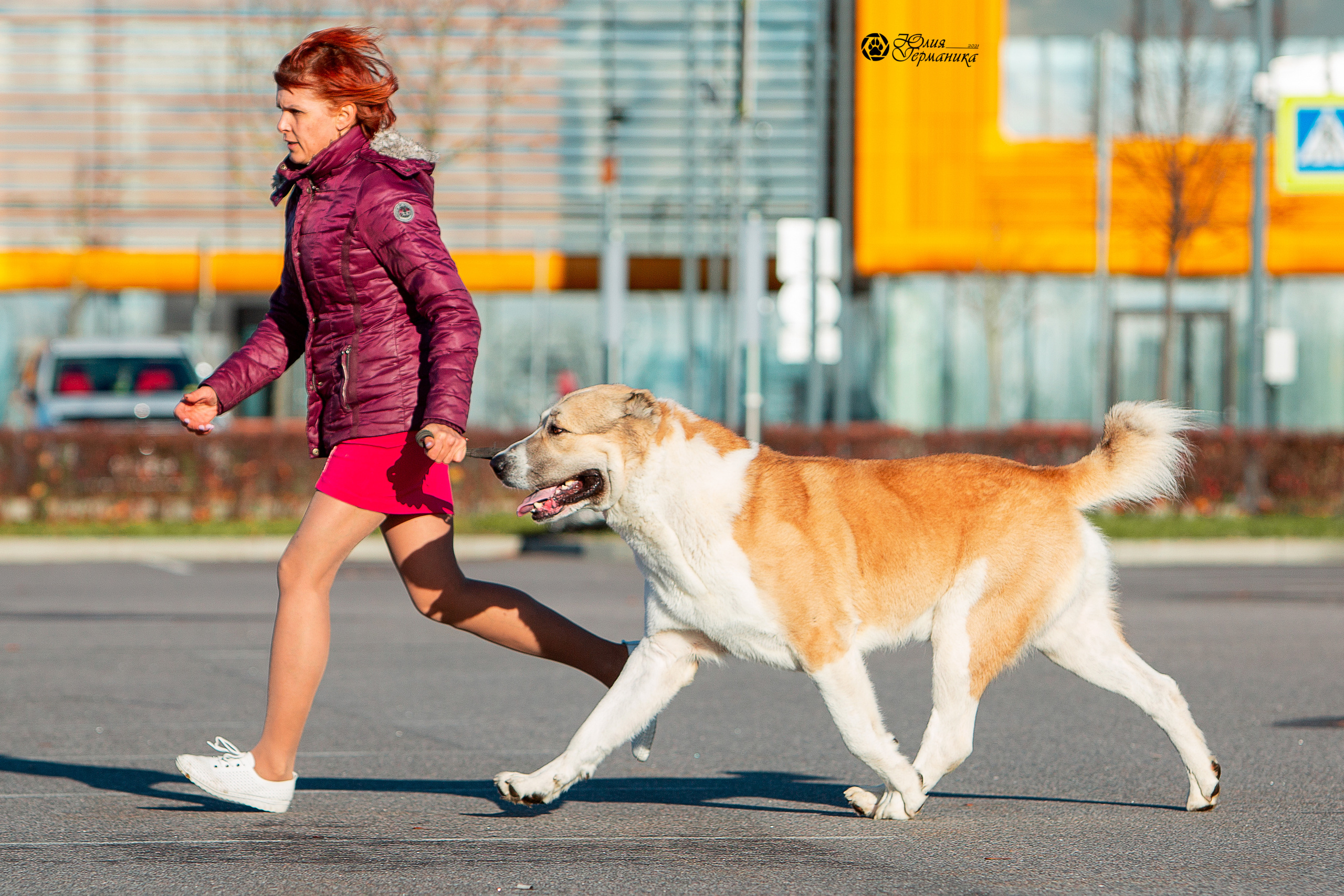Питер 4 CACIB 22-25 октября 2021. Фотограф-анималист Юлия Германика