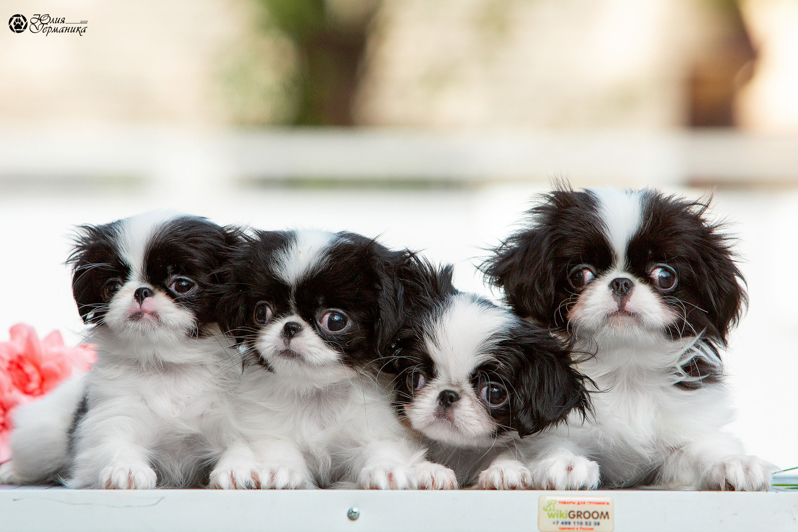 Съёмки щенков и котят. Фотограф-анималист Юлия Германика