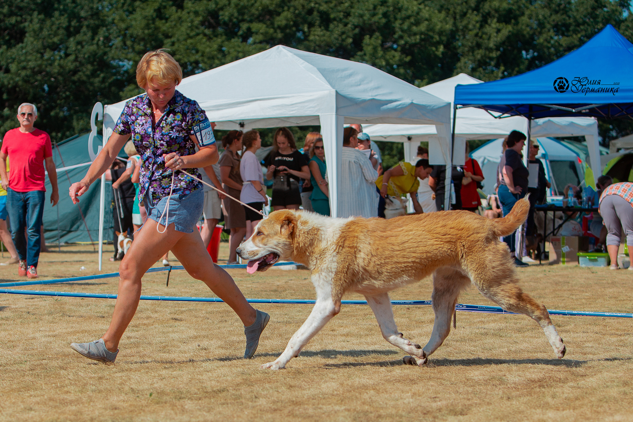 Ярославль CACIB 18 июля 2021. Фотограф-анималист Юлия Германика