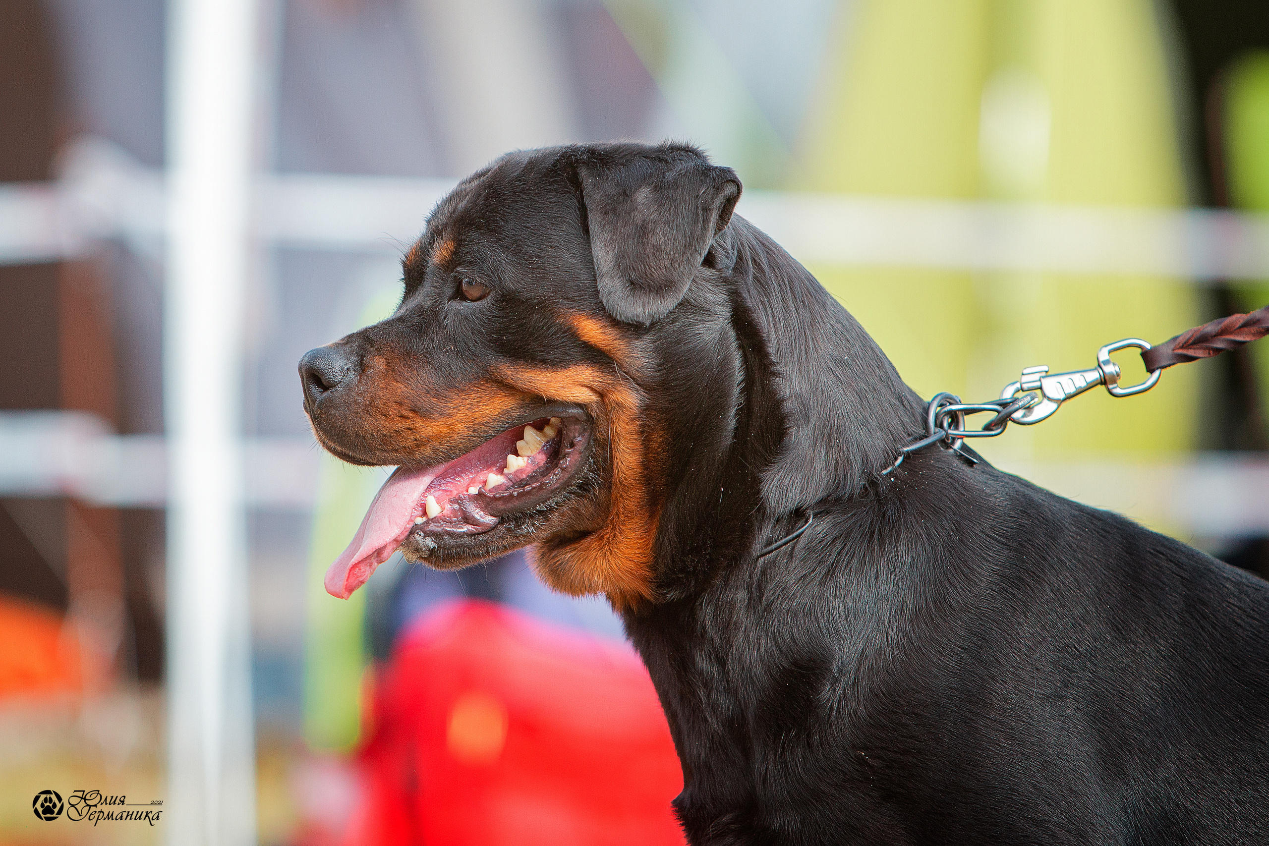 Тверь моно ротвейлеров 3-4 июля 2021. Фотограф-анималист Юлия Германика