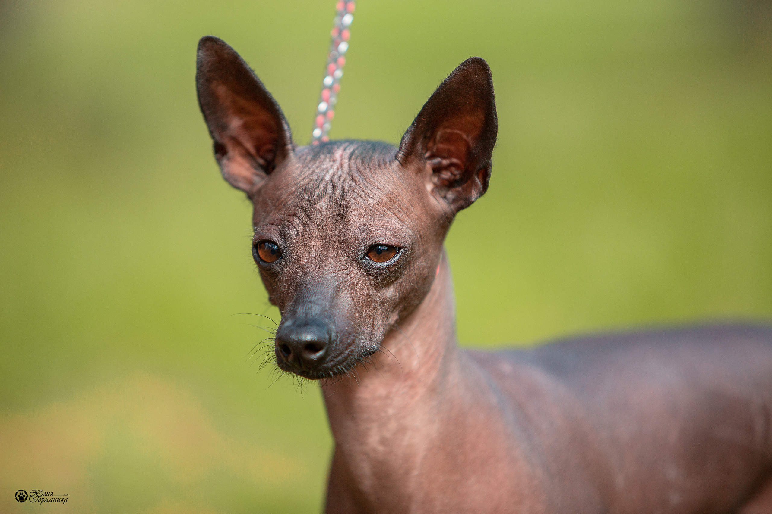 Свободная съемка. Фотограф-анималист Юлия Германика