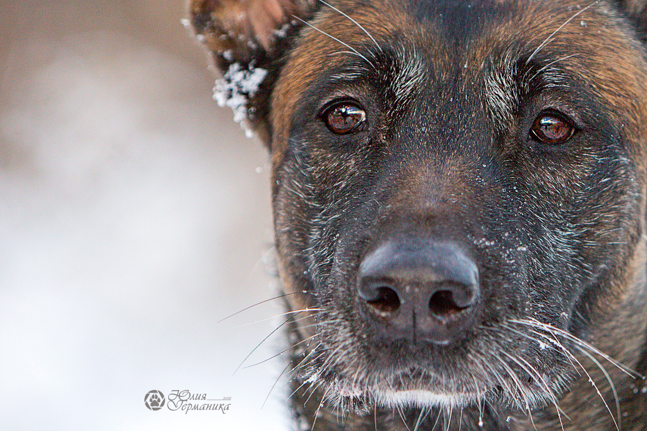 Свободная съемка. Фотограф-анималист Юлия Германика