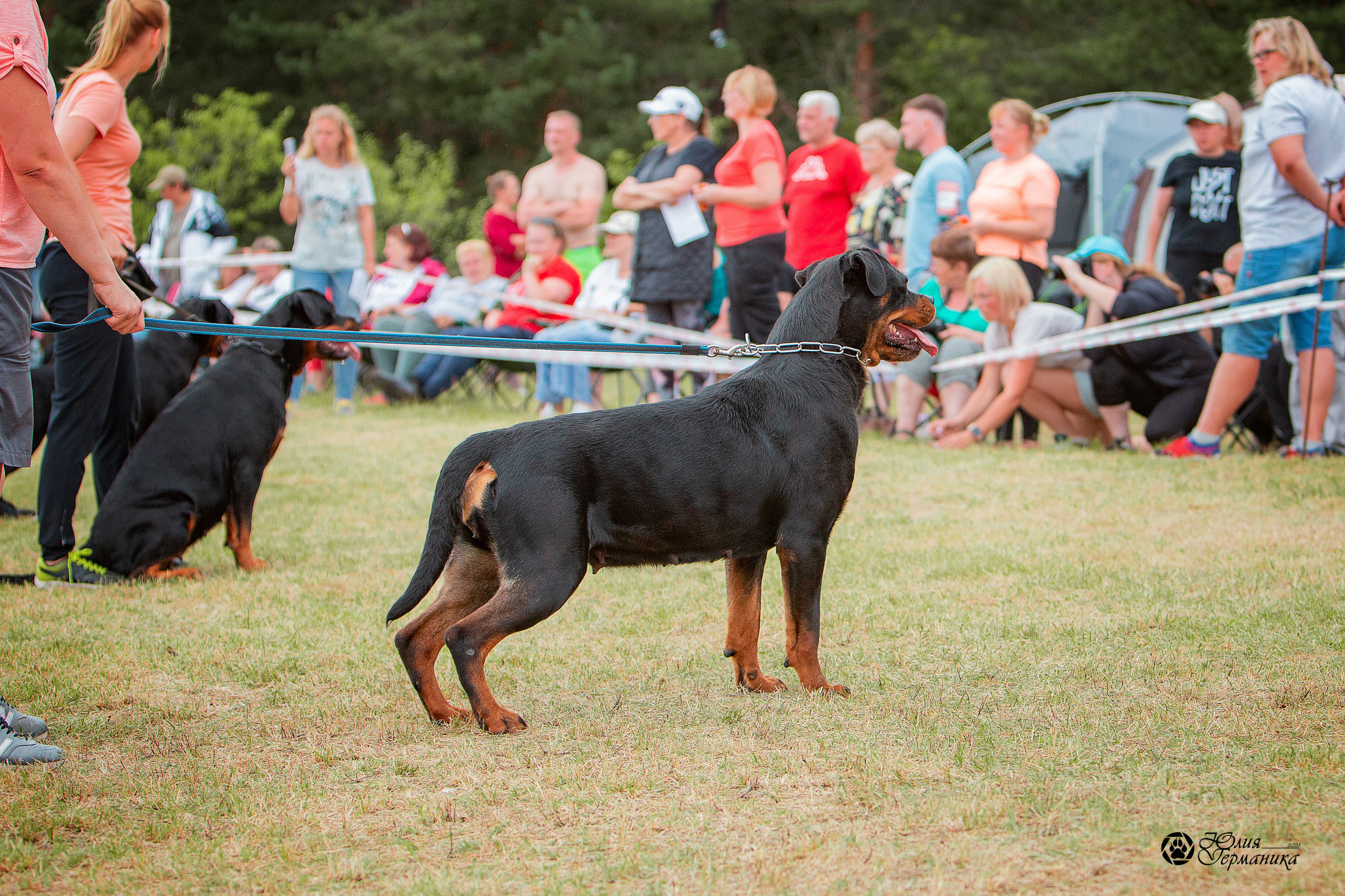 Тверь моно ротвейлеров 3-4 июля 2021. Фотограф-анималист Юлия Германика