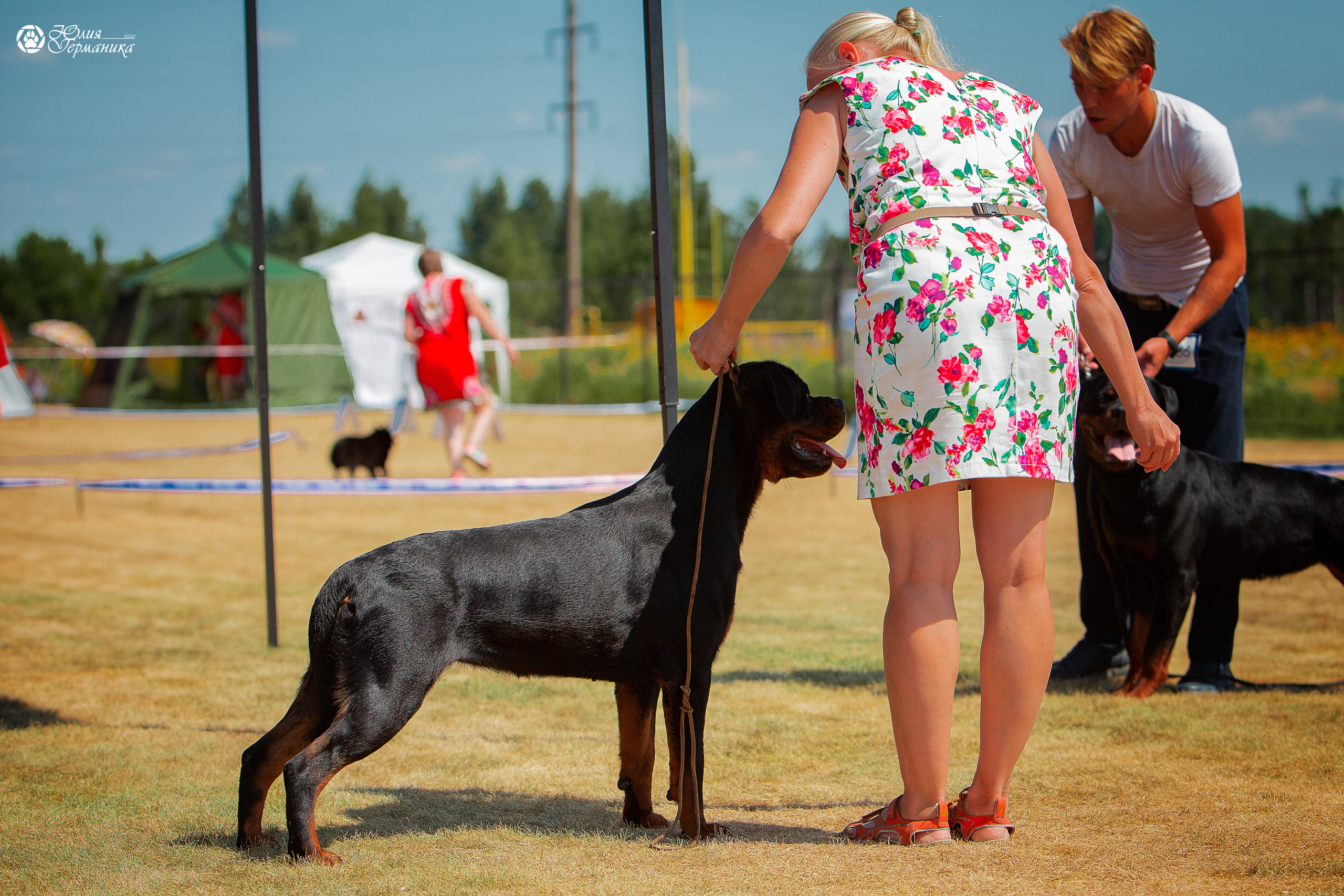 Ярославль CACIB 18 июля 2021. Фотограф-анималист Юлия Германика