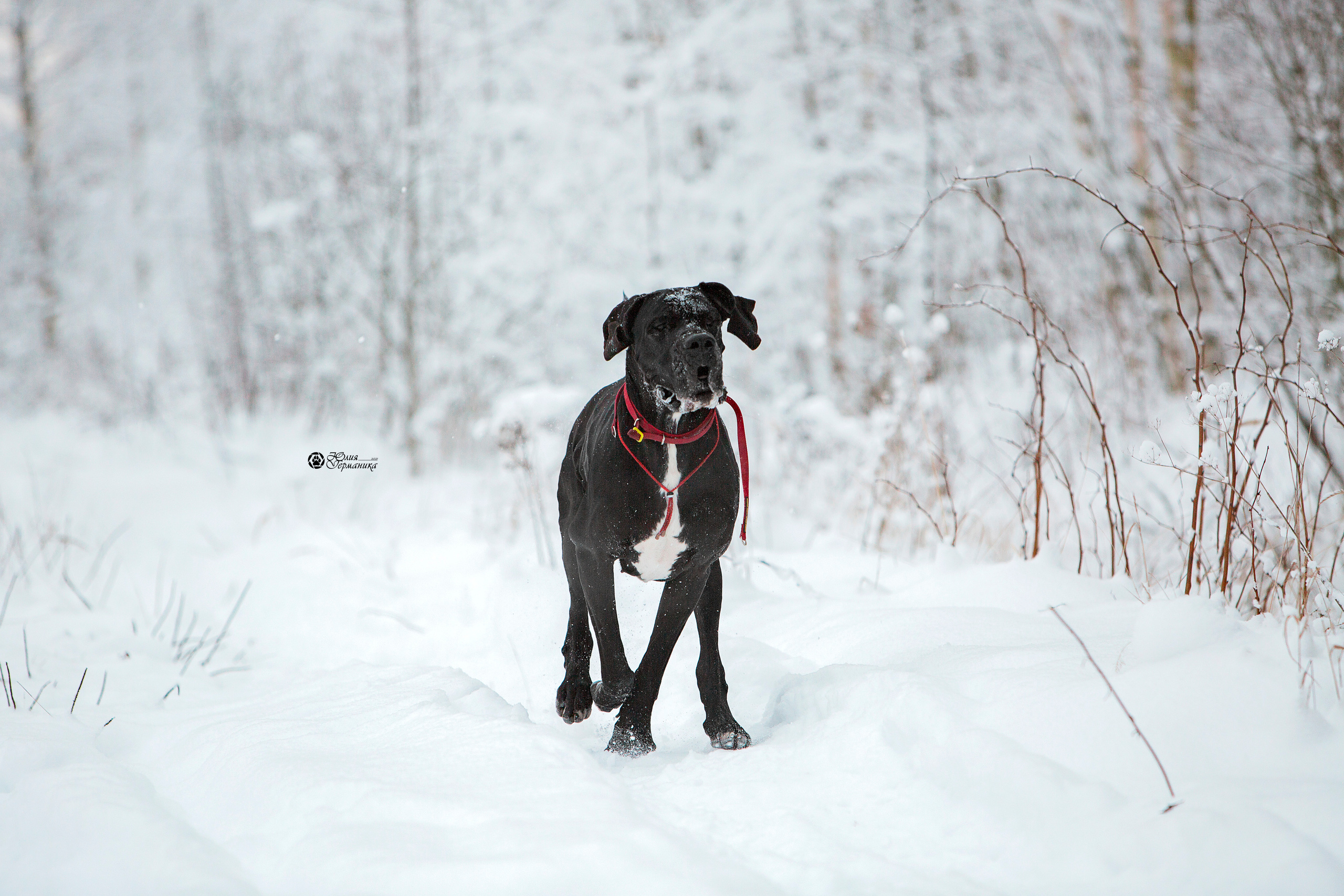 Свободная съемка. Фотограф-анималист Юлия Германика