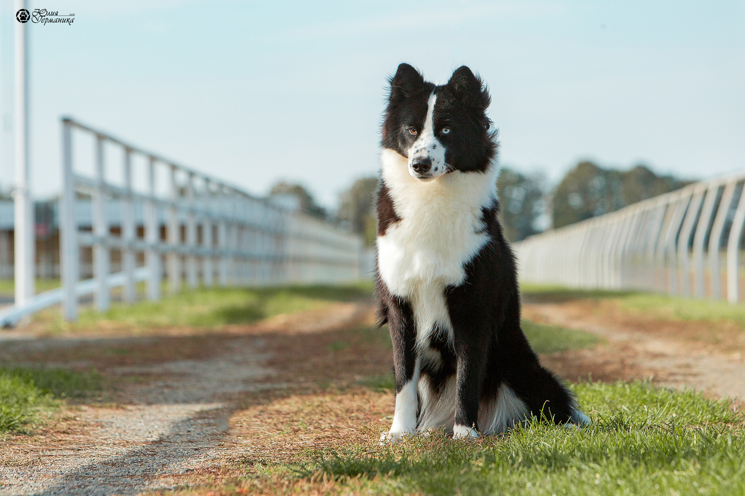 Майкоп САС 9 октября. Фотограф-анималист Юлия Германика