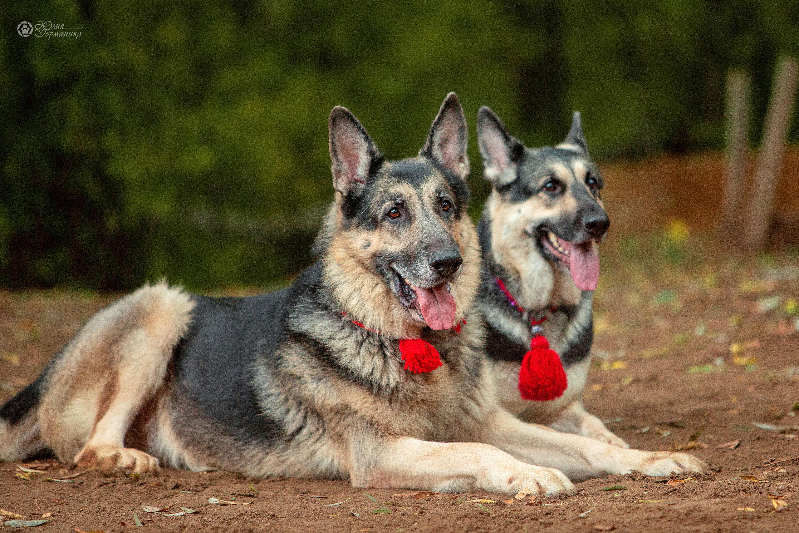 Свободная съемка. Фотограф-анималист Юлия Германика