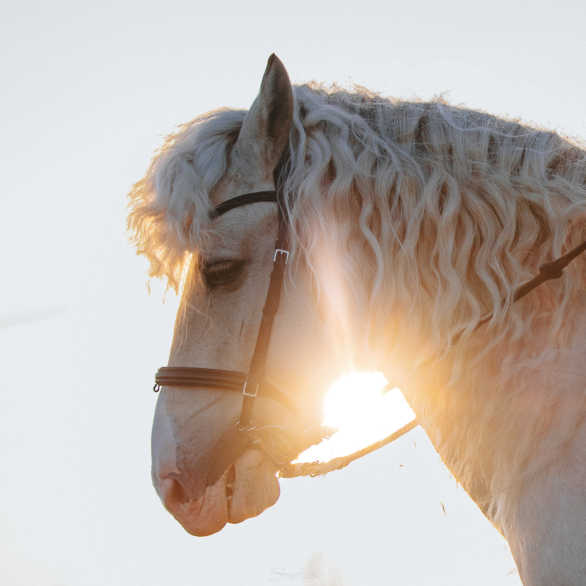 Катя и Гладиолус. Фотограф Елизавета Филатова