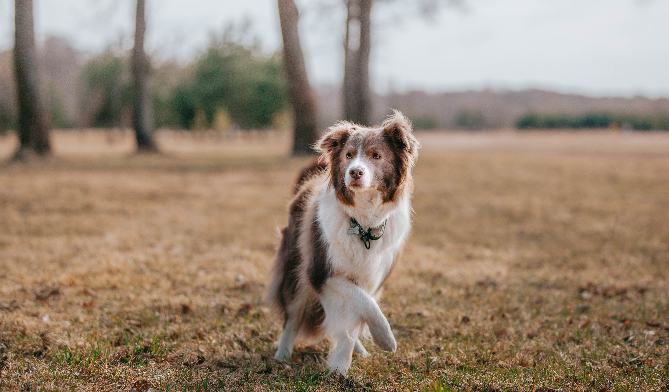 Бордюха, Лора, Берта, Мета. Главная