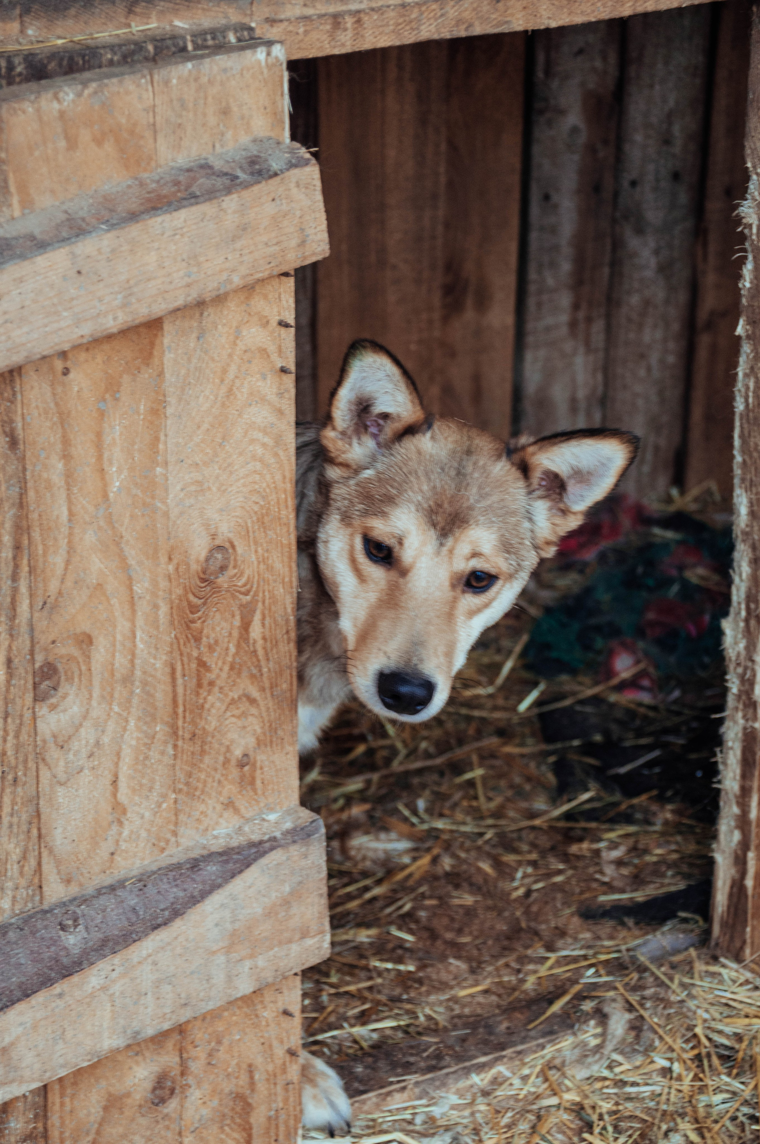 Приют «Дом Добра». Индивидуальный фотограф в Москве