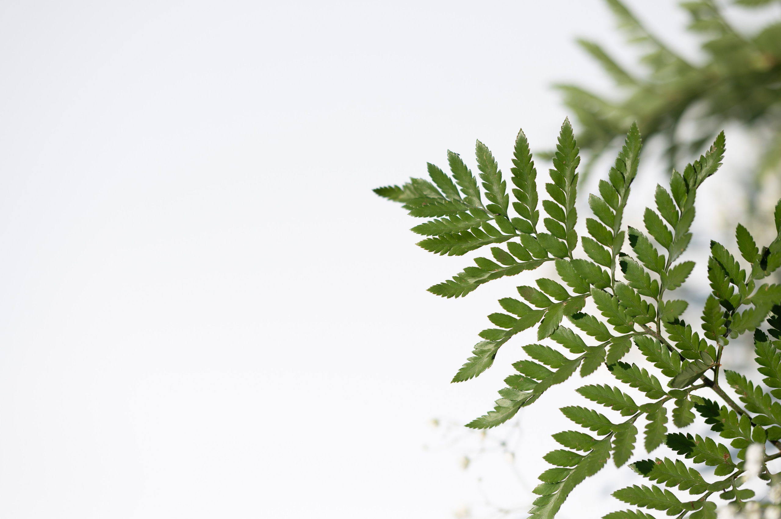 Denis & Tatiana | Russia, Dmitrov. Свадебный фотограф