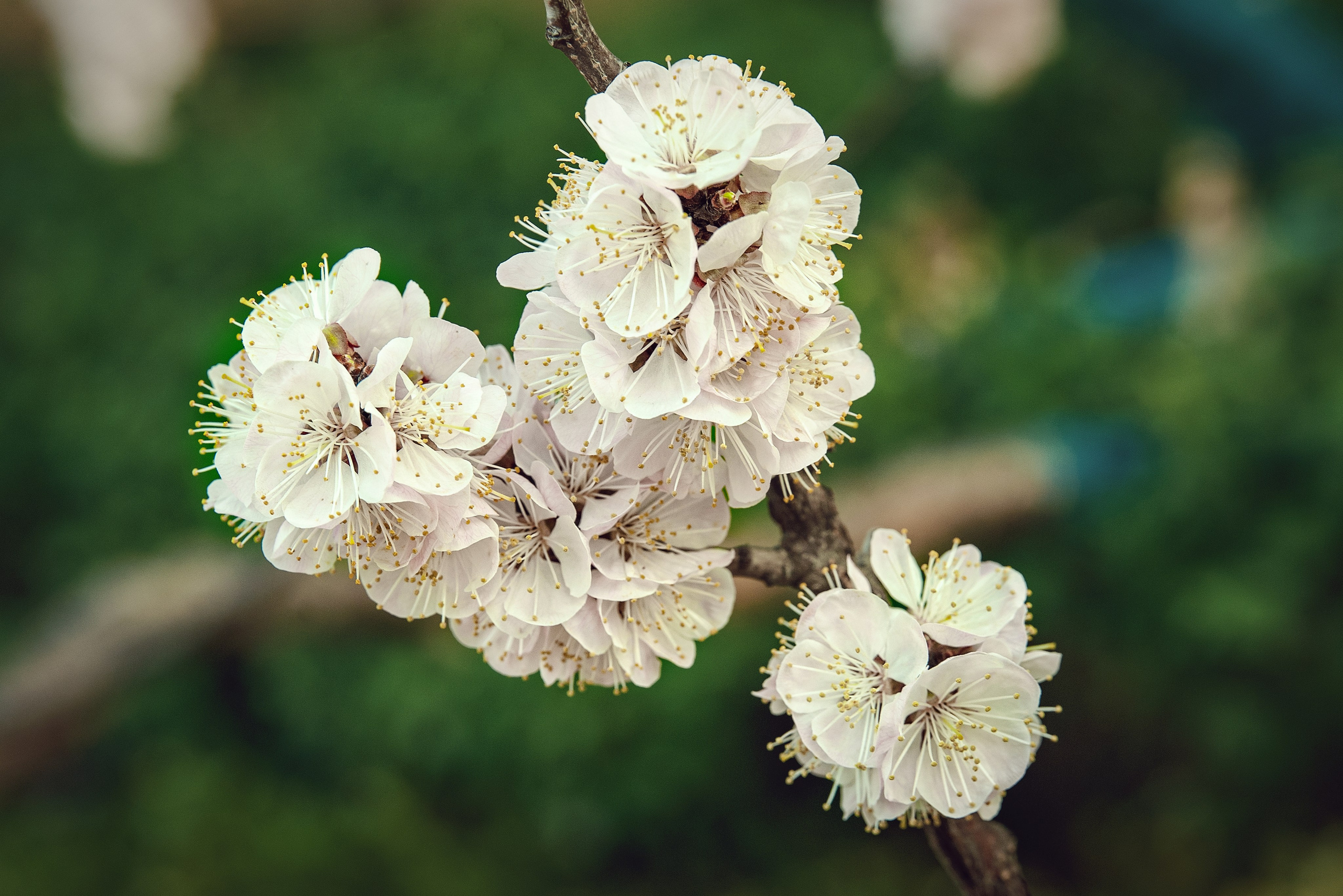 Весна. FotoGraf