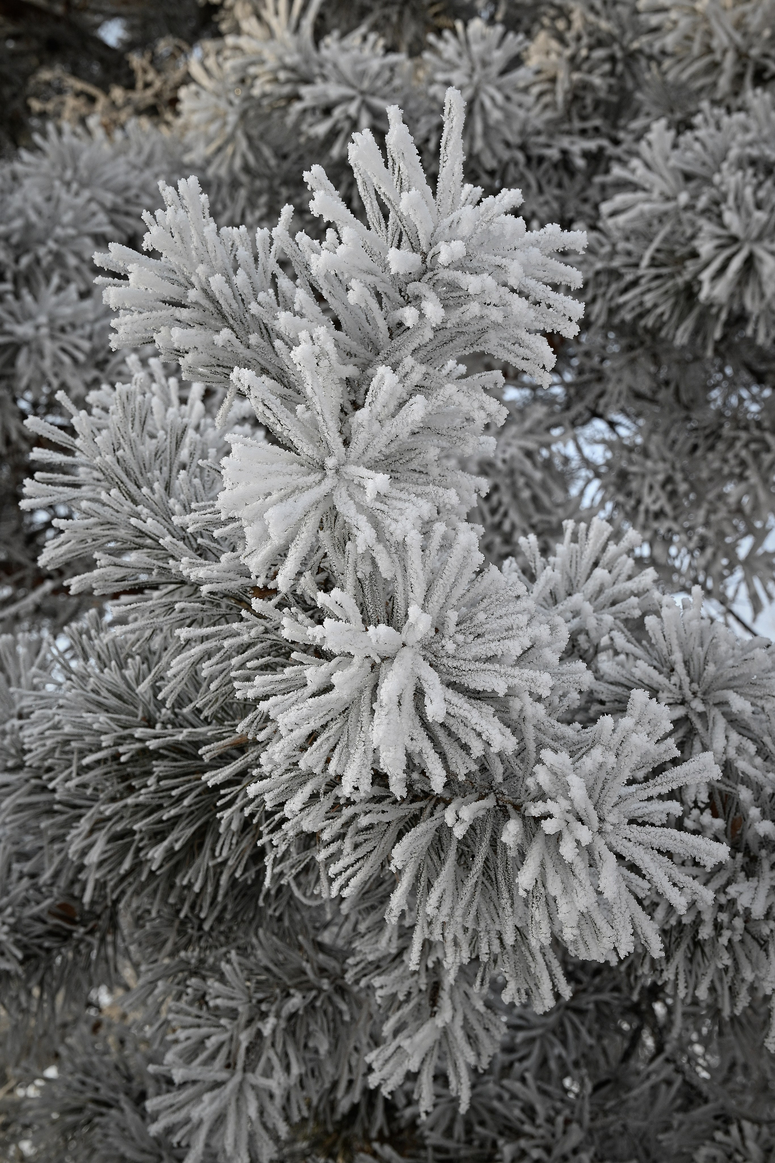 Сибирская зима прекрасна!. FotoGraf