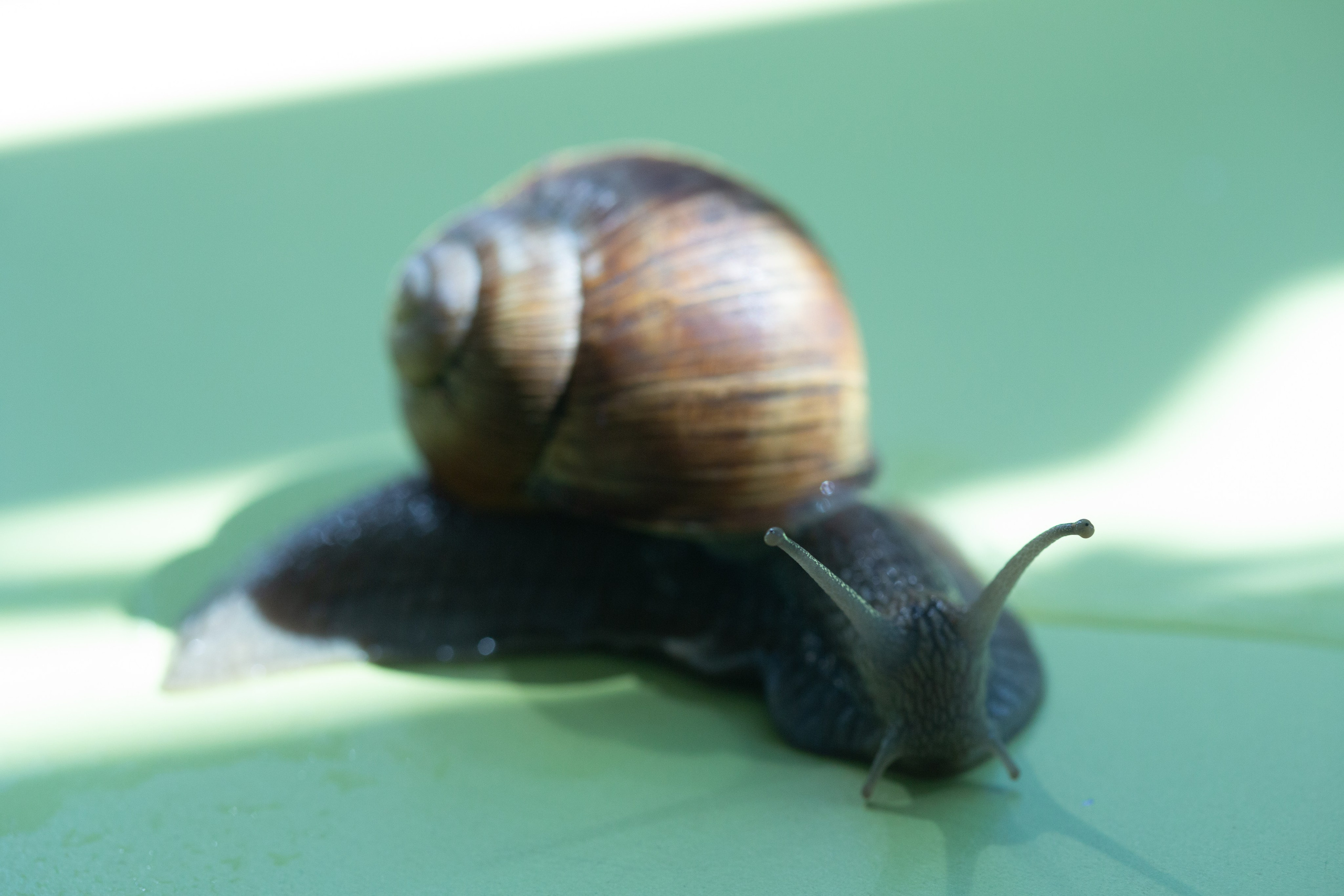 Фото Животных. Студия Максима Белослюдцева
