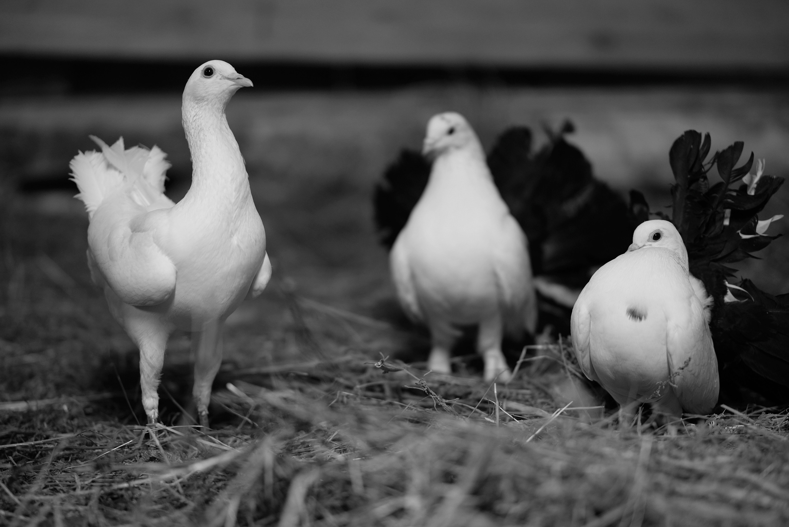 Животные и птицы. KRUTOVA_фотографирую жизнь