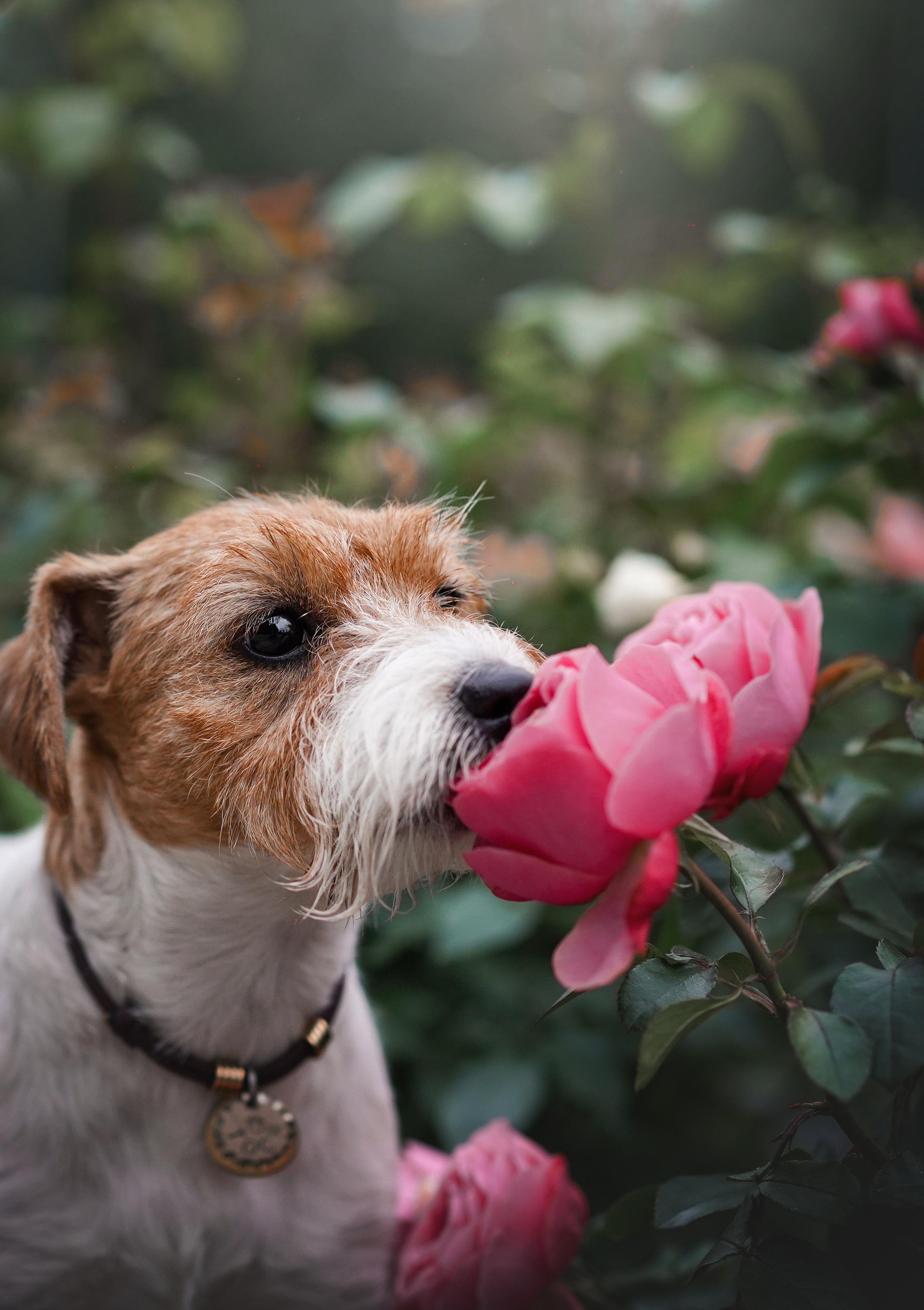 Люба и Тося. Фотограф-анималист в Санкт-Петербурге Яна Мартынова