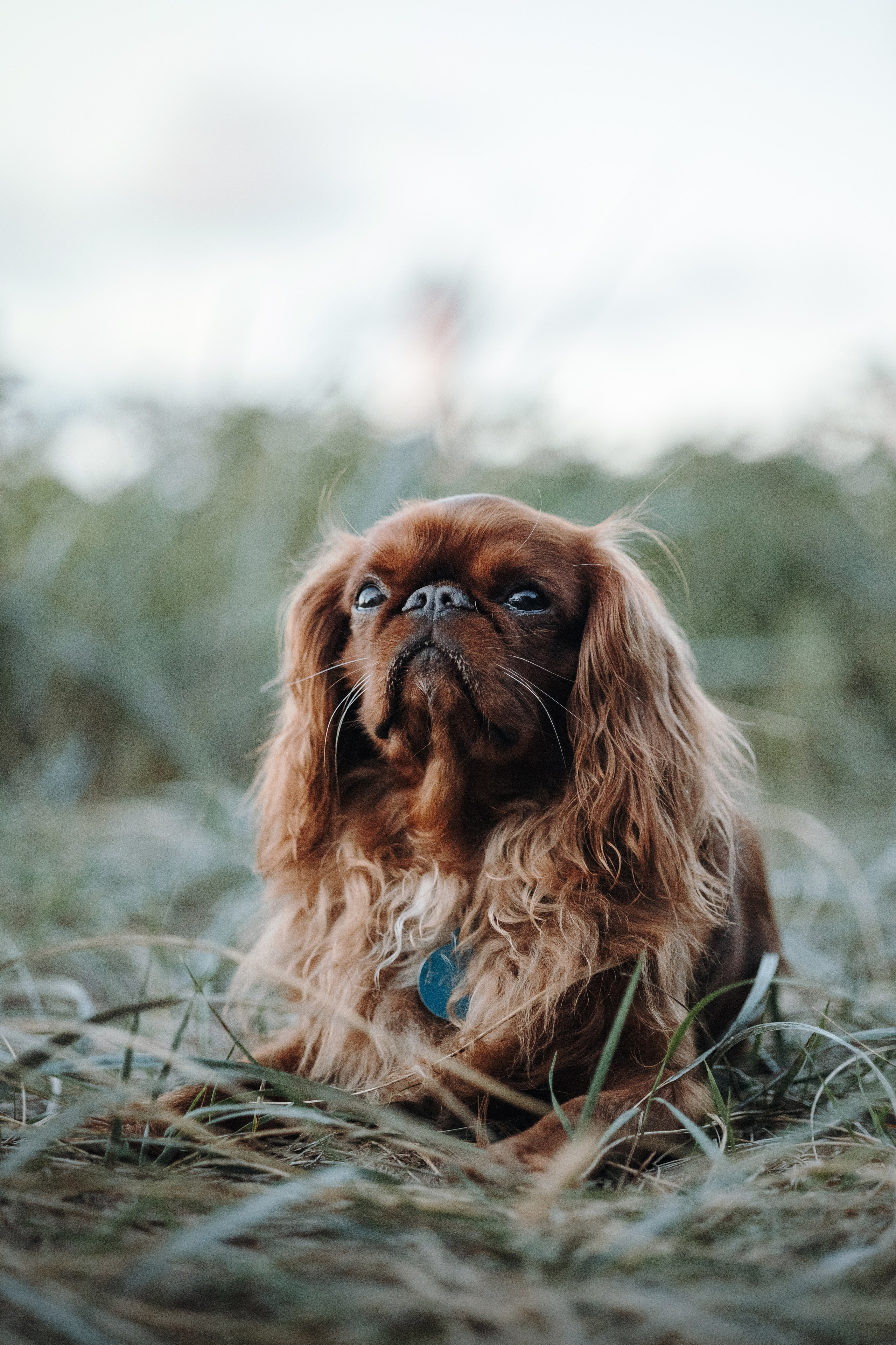 Верон, Гарри и их семья. Фотограф — Анималист | Санкт-Петербург