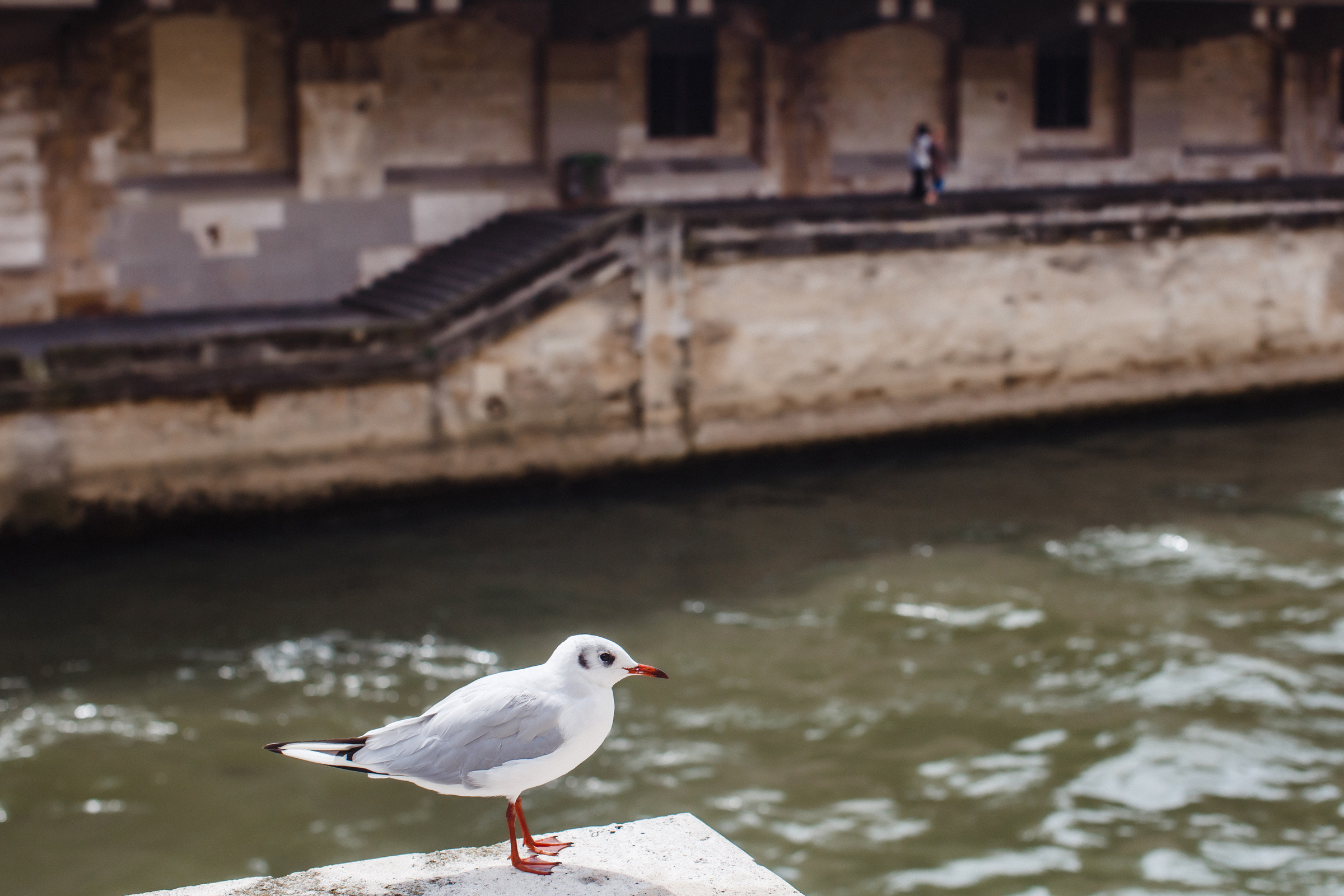 Paris. Фотограф Денис Осипов. Мадейра/Красноярск. Работаю с 2006 г. в РФ и ЕС