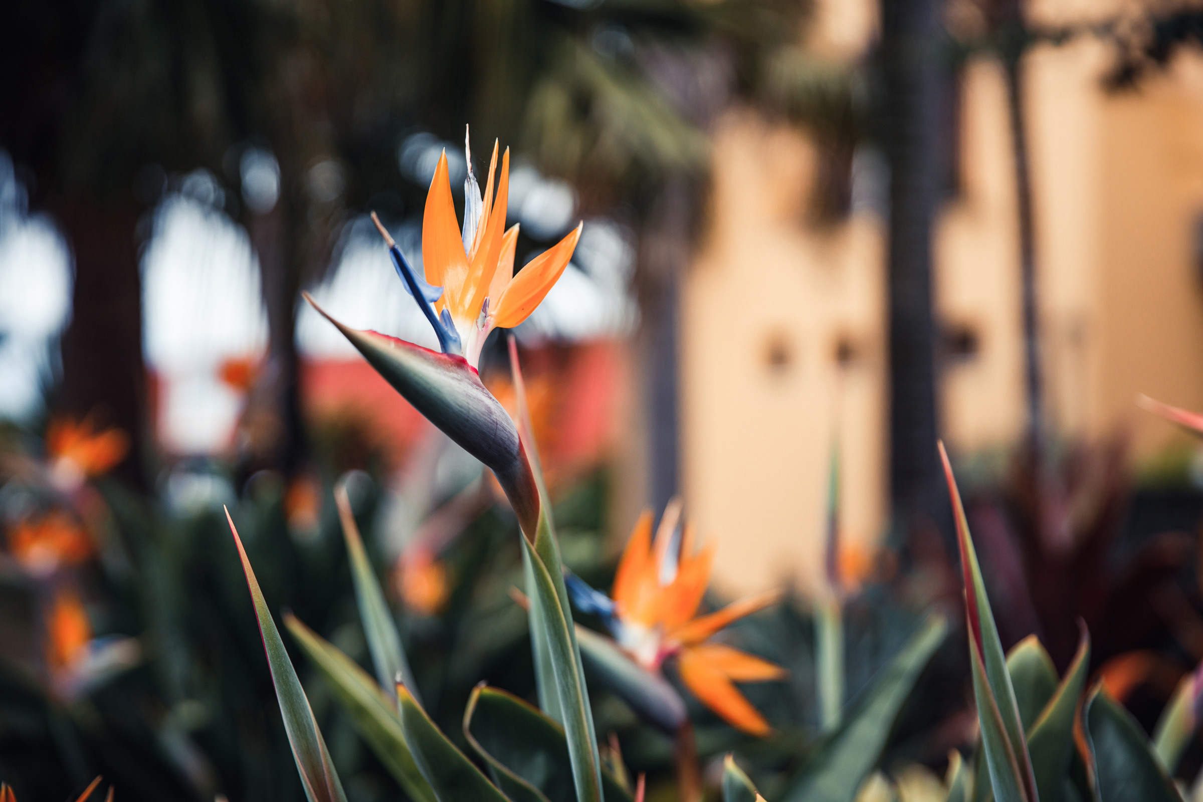 Alex & Olga. Madeira, Quinta do Furão. Фотограф Денис Осипов. Мадейра/Красноярск. Работаю с 2006 г. в РФ и ЕС
