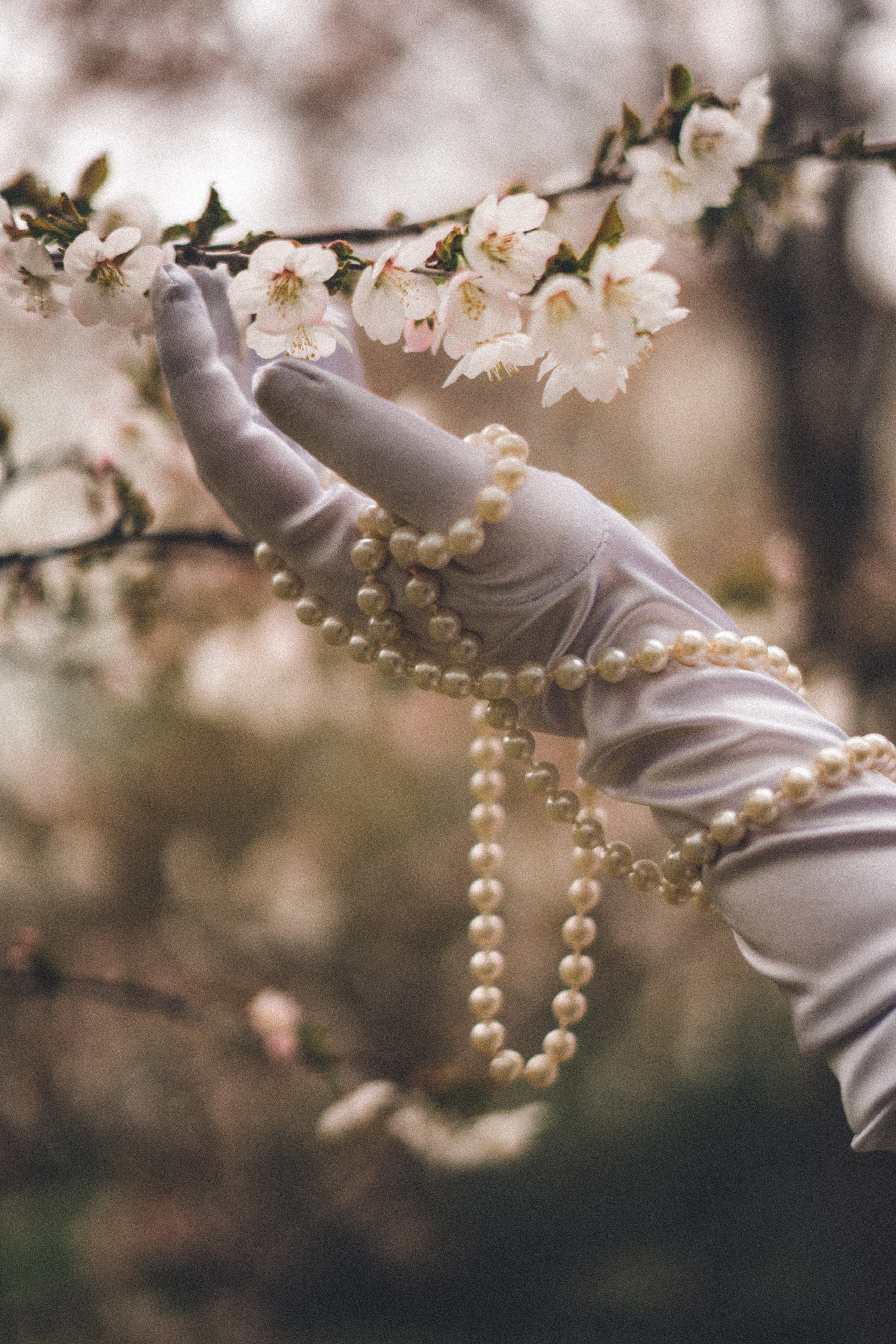 Девушка и сакура. Фотограф сахалин