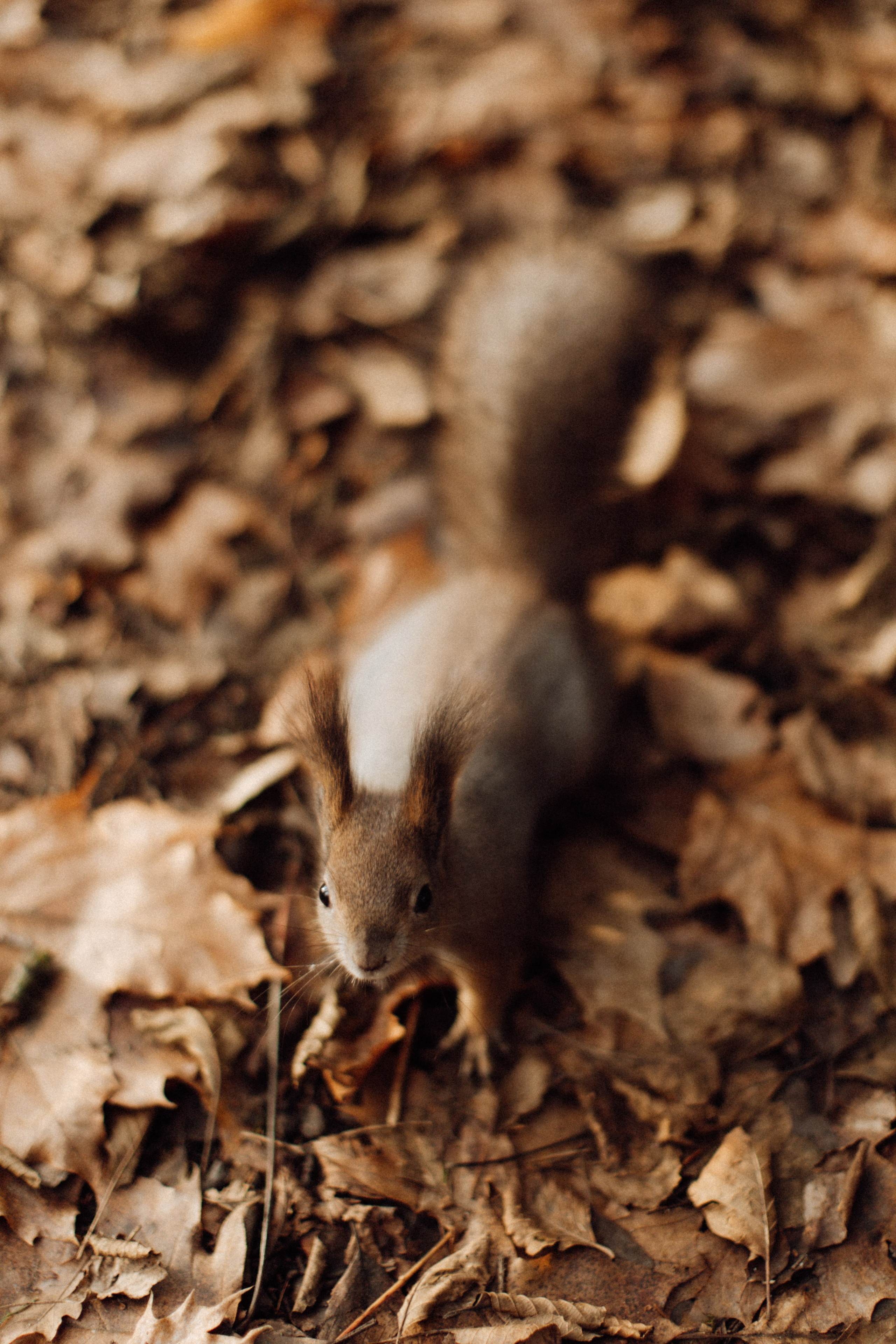 Darya with Mom. Съёмка влюблённых в Санкт-Петербурге Ксения Чердакова, парный фотограф