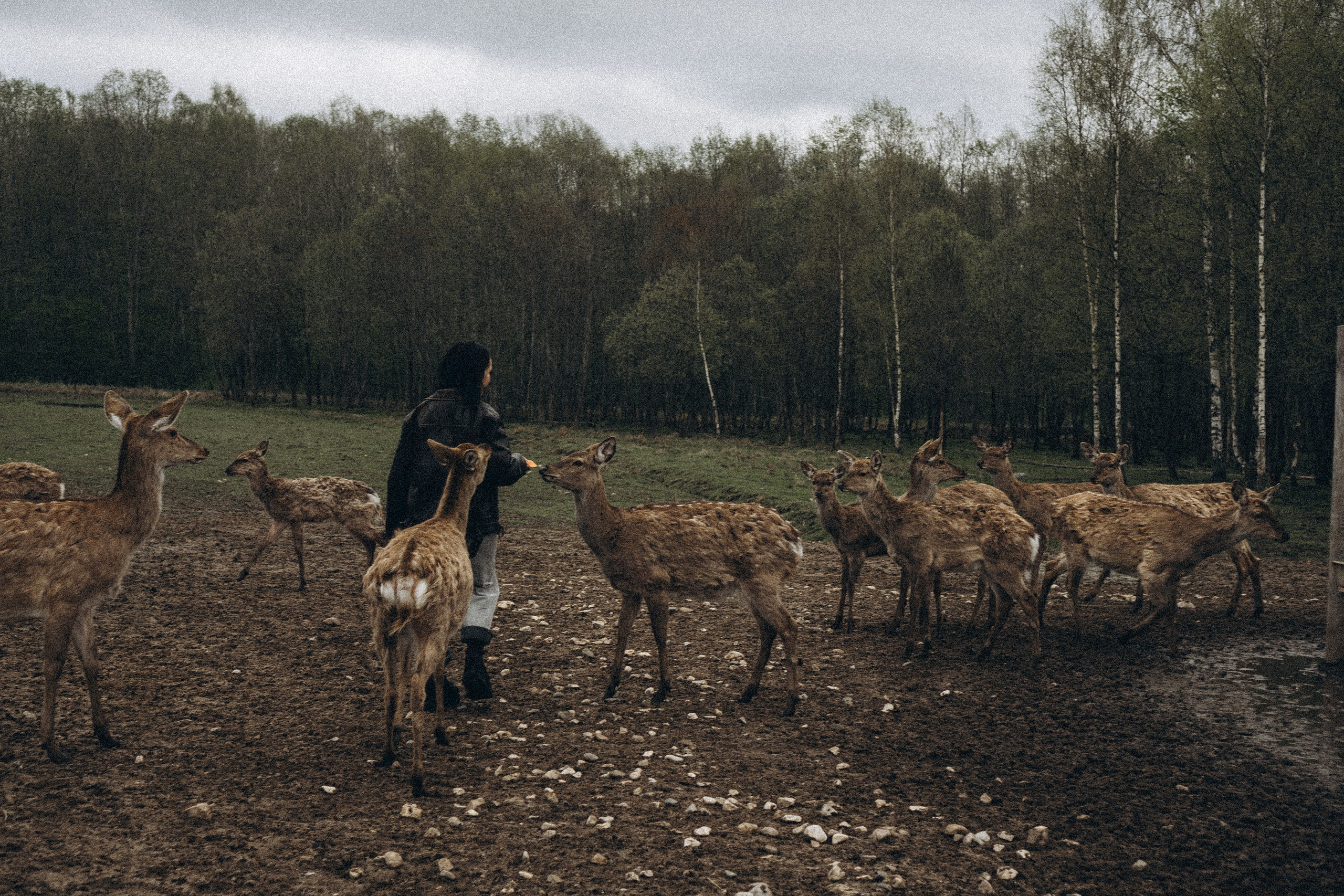 ОЛЕНЬЯ ФЕРМА В ТВЕРИ. Профессиональный фотограф, Санкт-Петербург — Виктория Богомолова