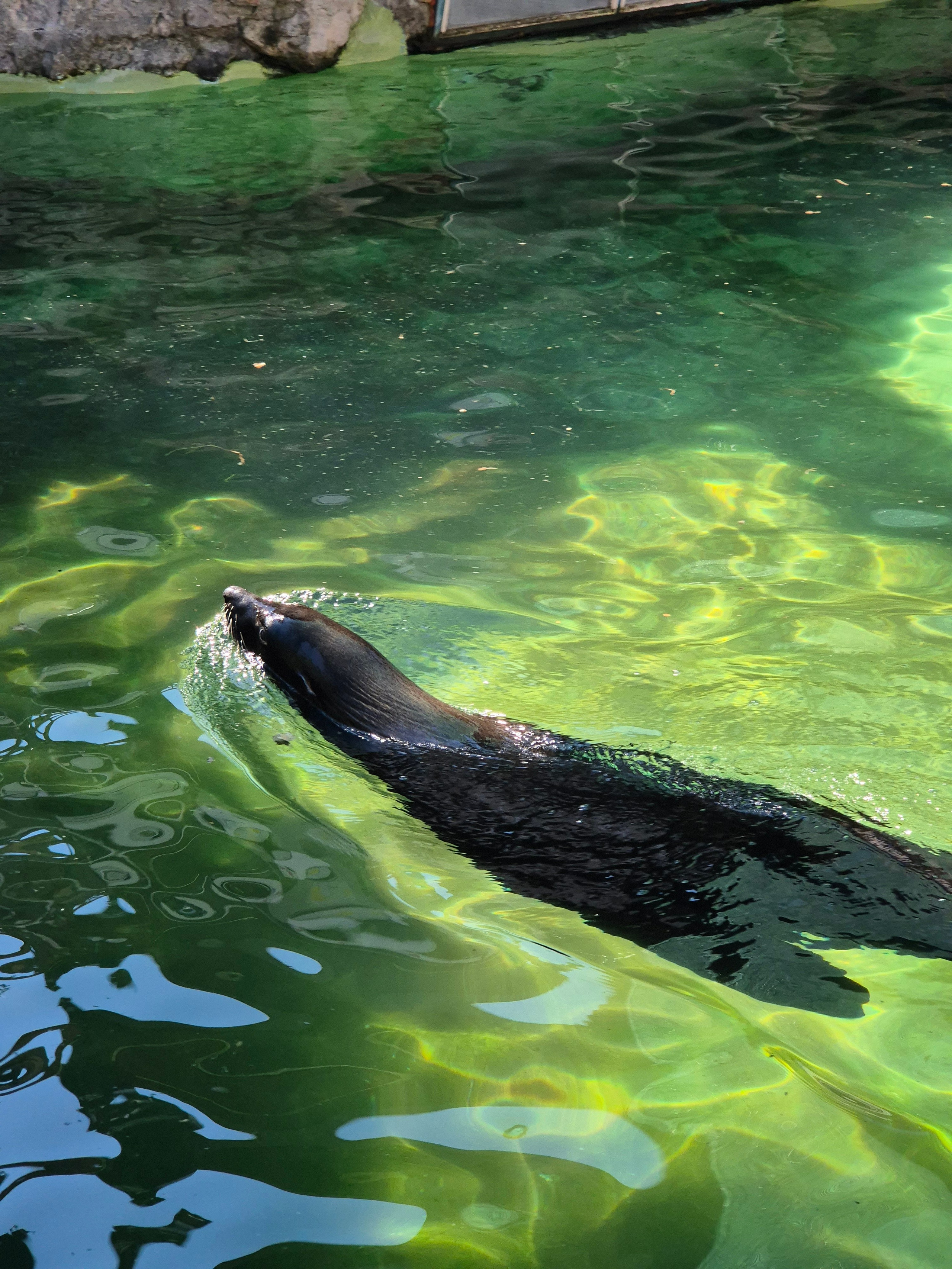 Морская котя активно наворачивала круги в прохладном бассейне