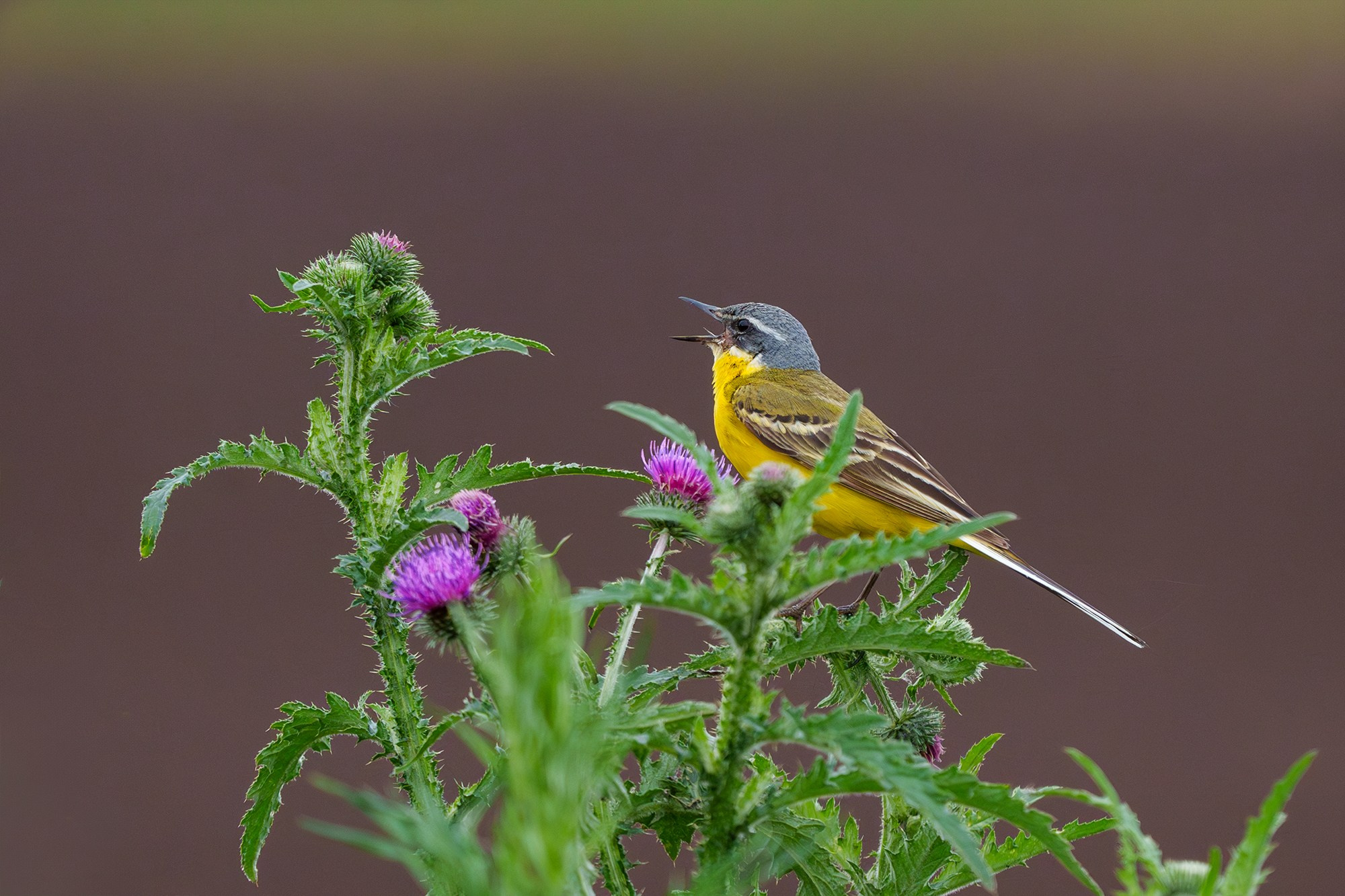 Удивительные мир птиц. Вокруг нас столько прекрасного — присмотритесь!. Ваш личный фотограф Марина Волкова