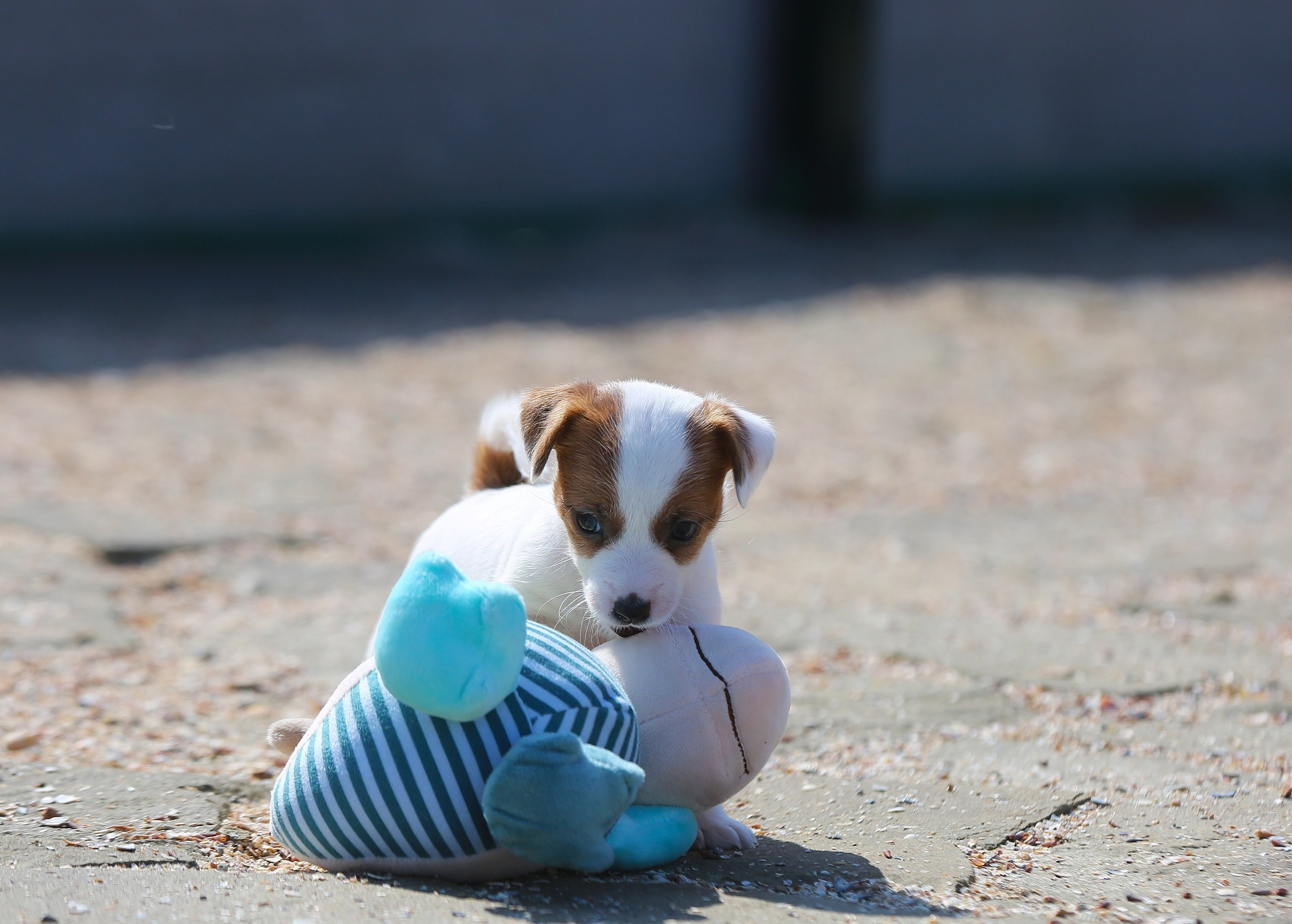 Общий альбом. Lovely-Orange питомник джек рассел терьеров