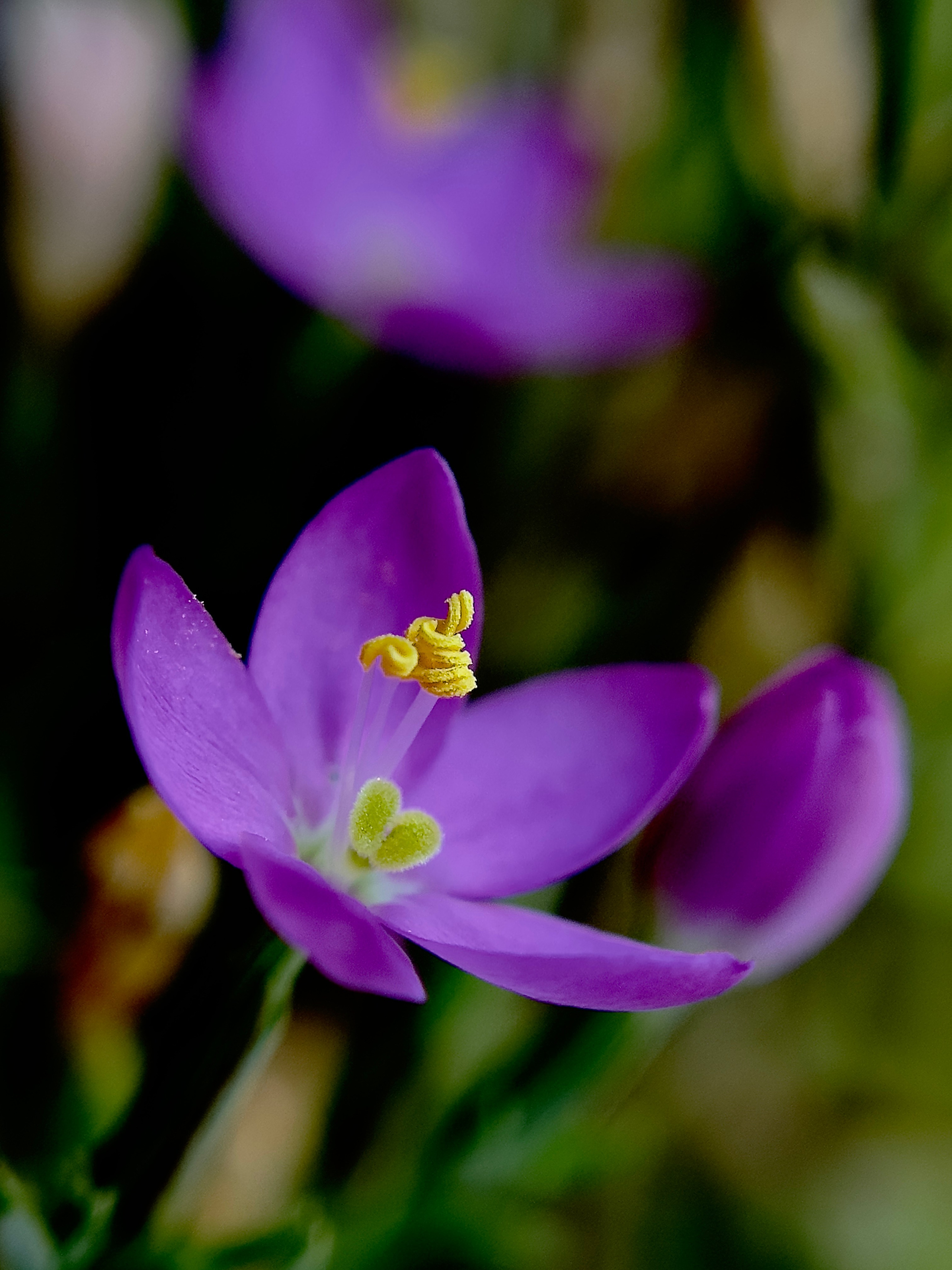 Макро любовь. Смотри, красота!