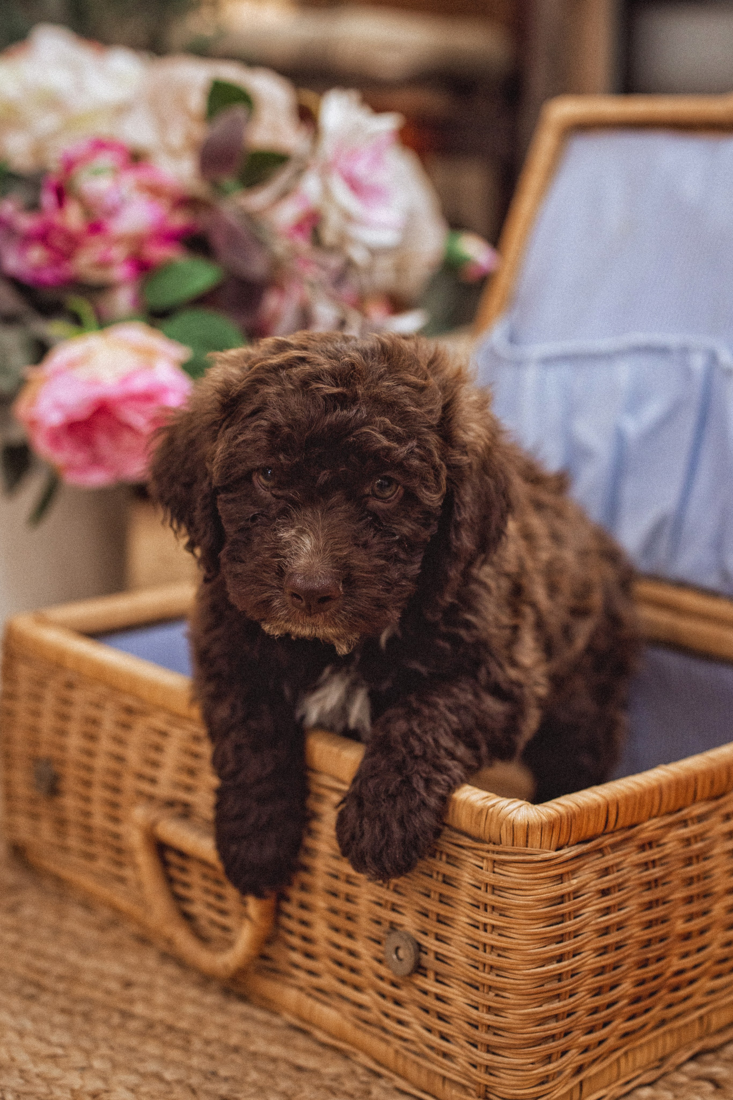 Фотосессия с щенками Лаго́тто-романьо́ло, в Винтажной фотостудии город Краснодар. Семейный и детский фотограф в Краснодаре Анна Трашкова